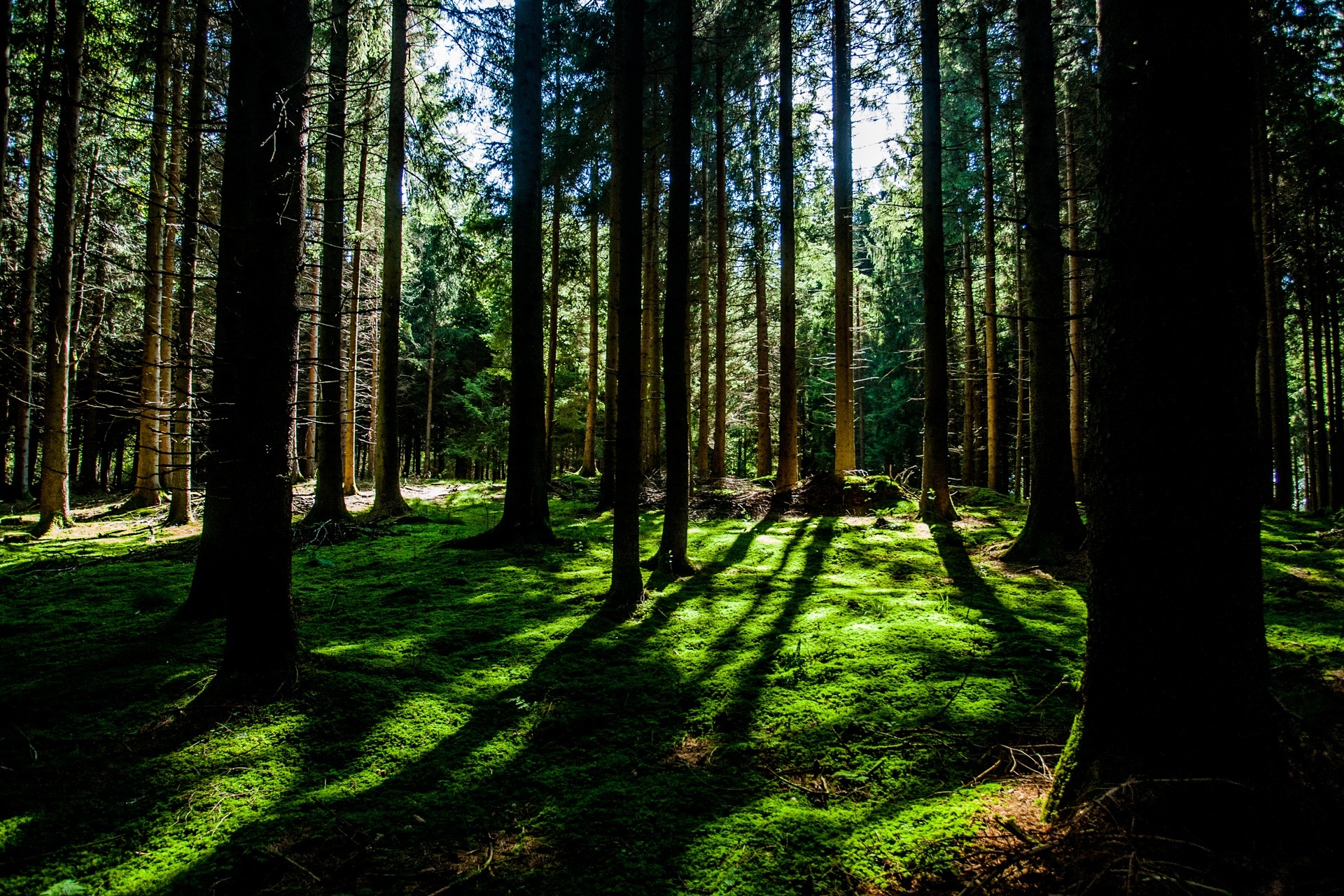 The sun shines on the dense forest