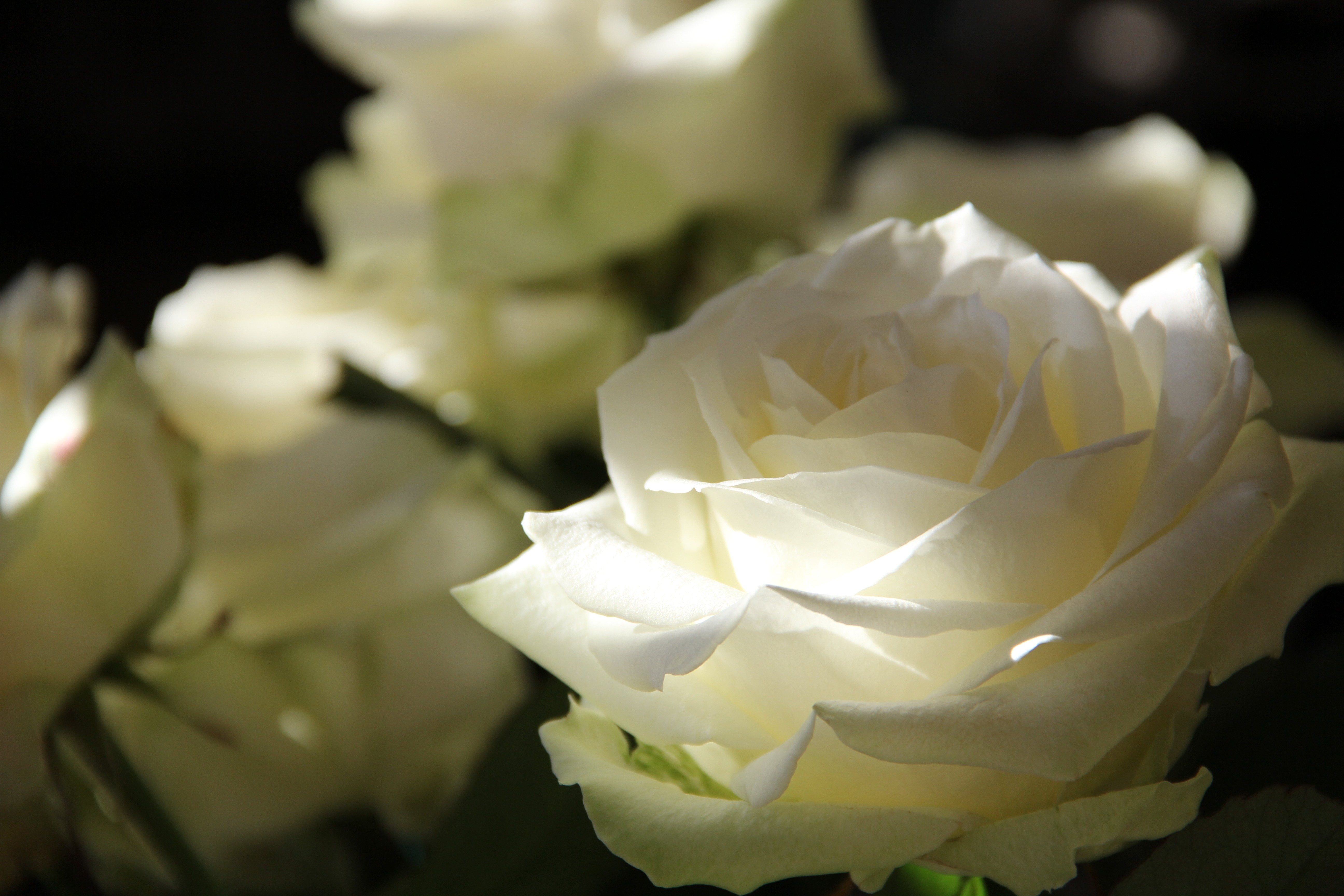 白玫瑰花蕾特写