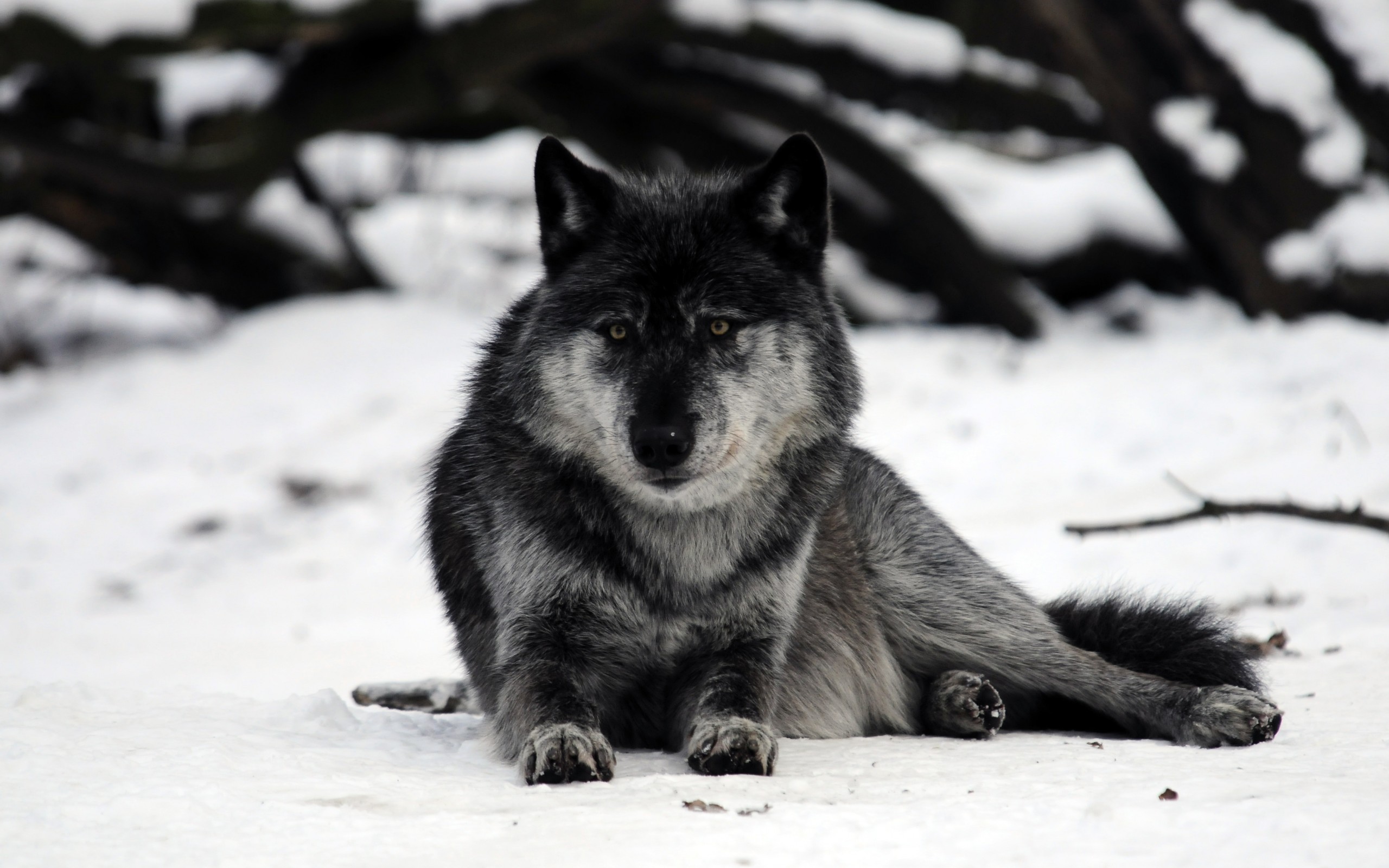 Wallpapers snow winter wildlife on the desktop