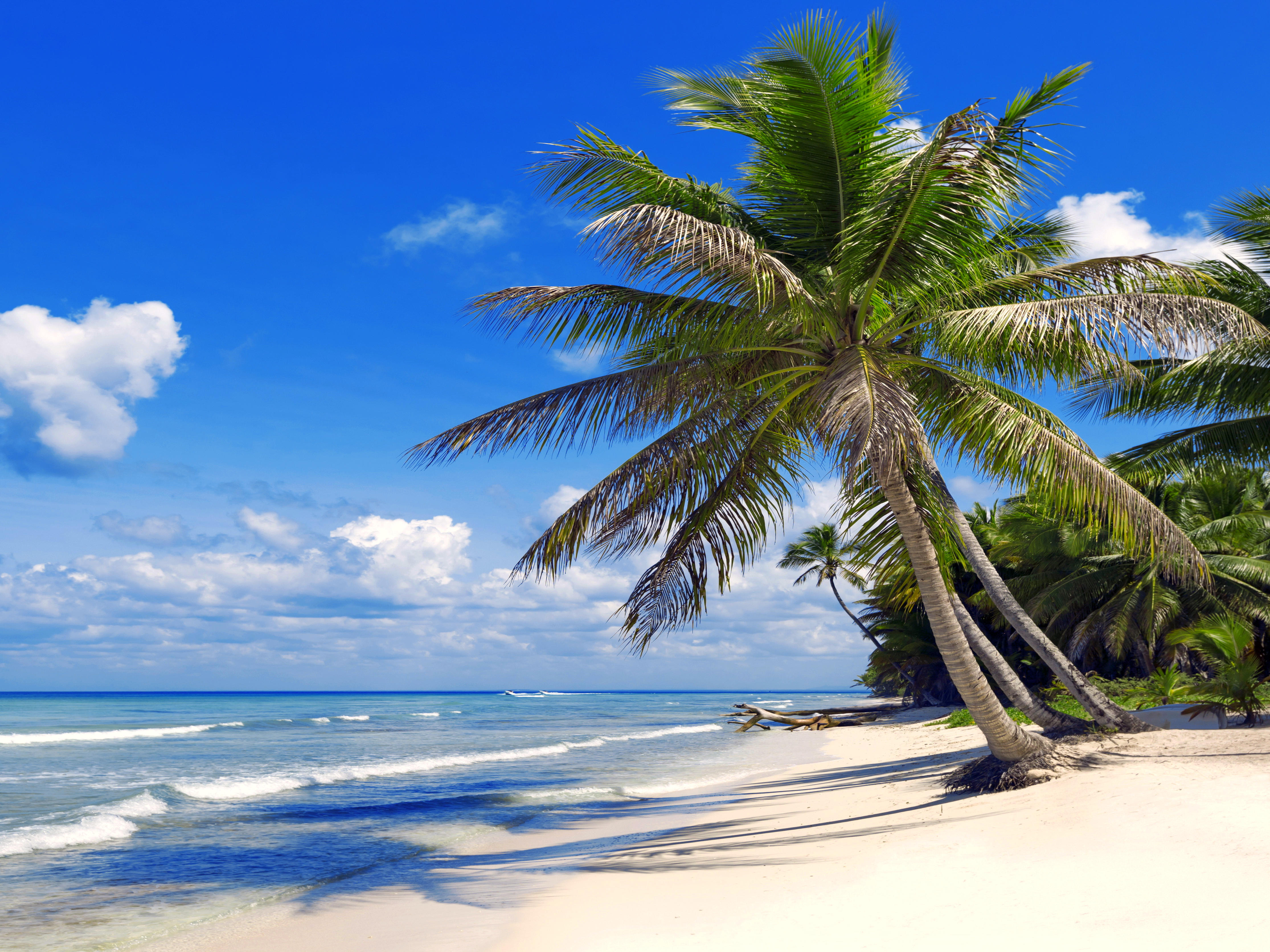 Обои пальмы песчаный пляж пляж на рабочий стол