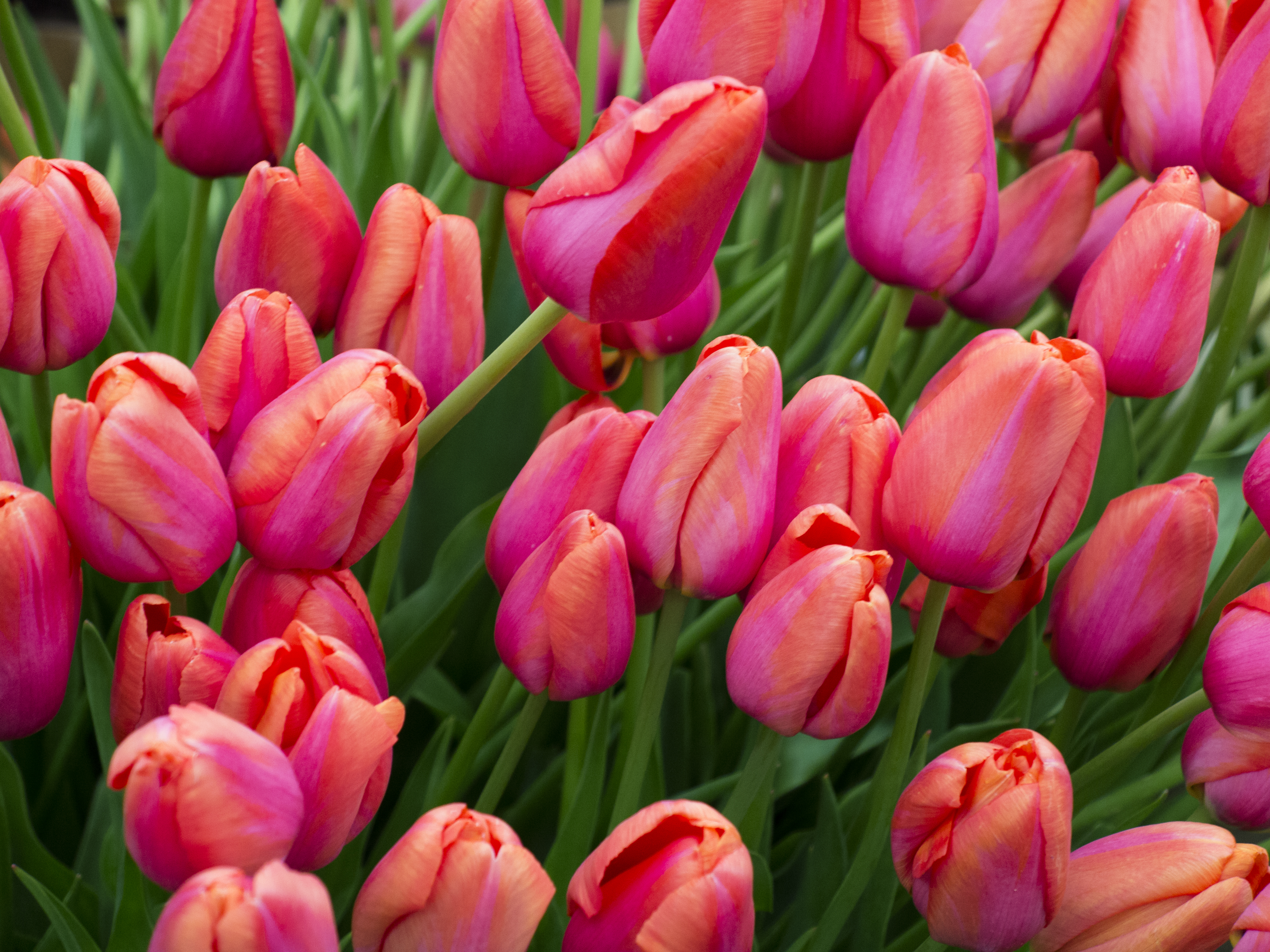 Free photo A field of red tulips