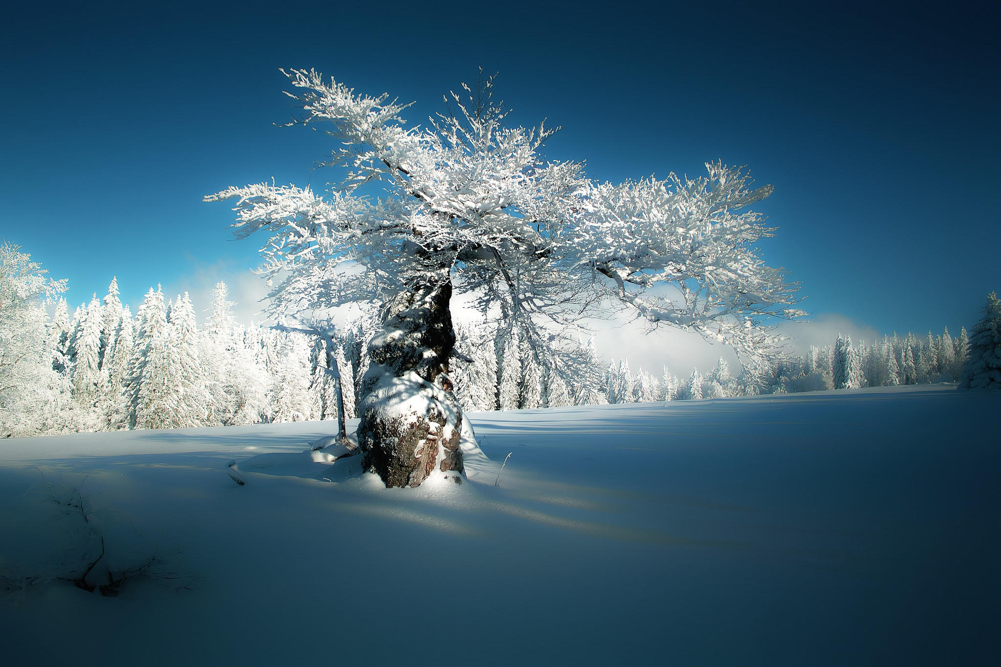 Wallpapers snow on the branches winter snow on the desktop