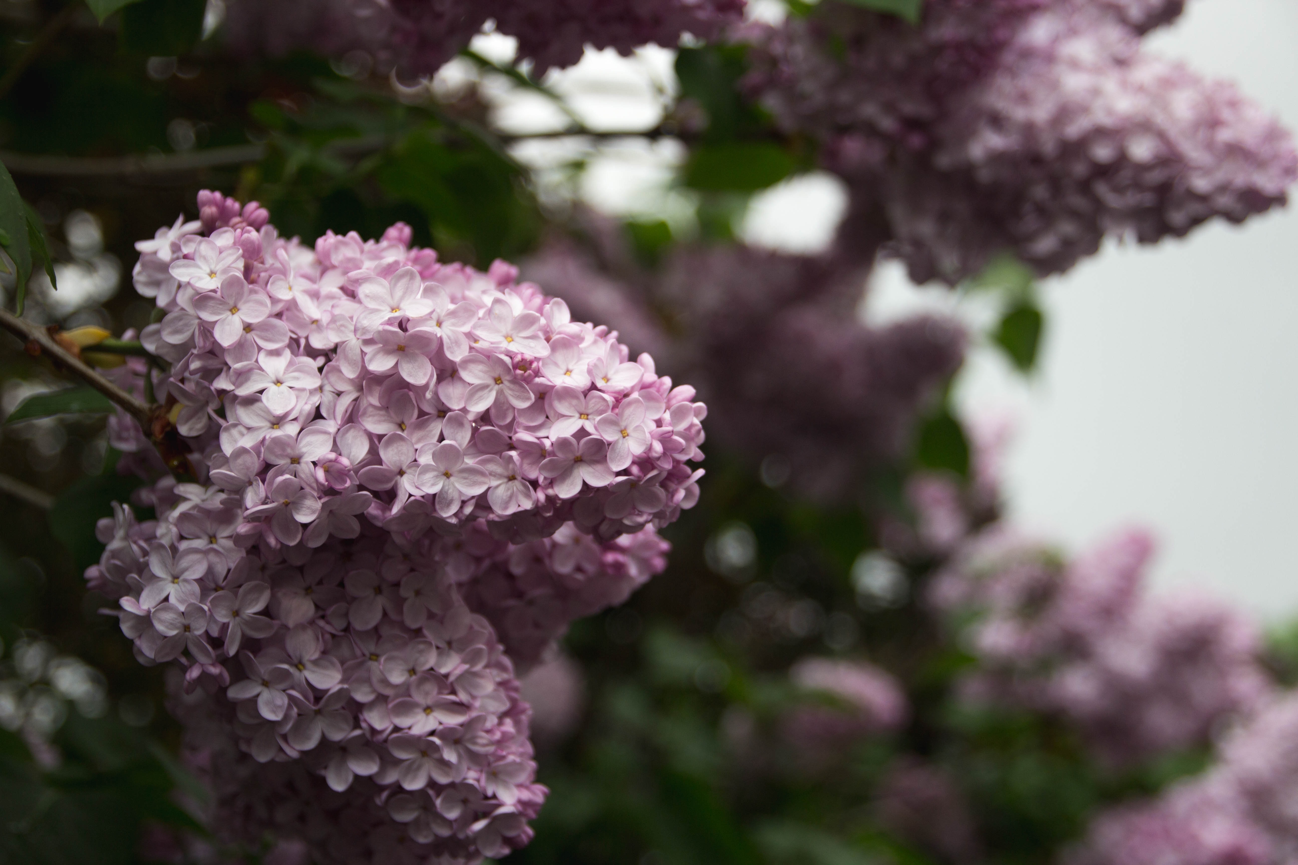 Fragrant clusters of lilac