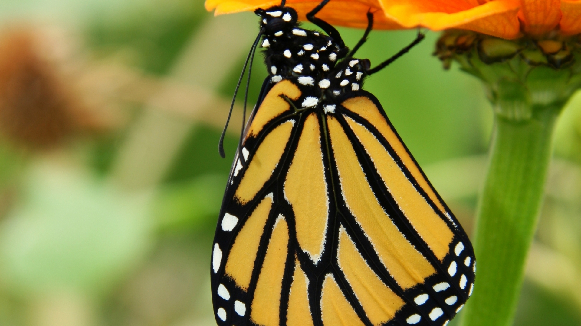 Free photo A beautiful brightly colored butterfly on a flower