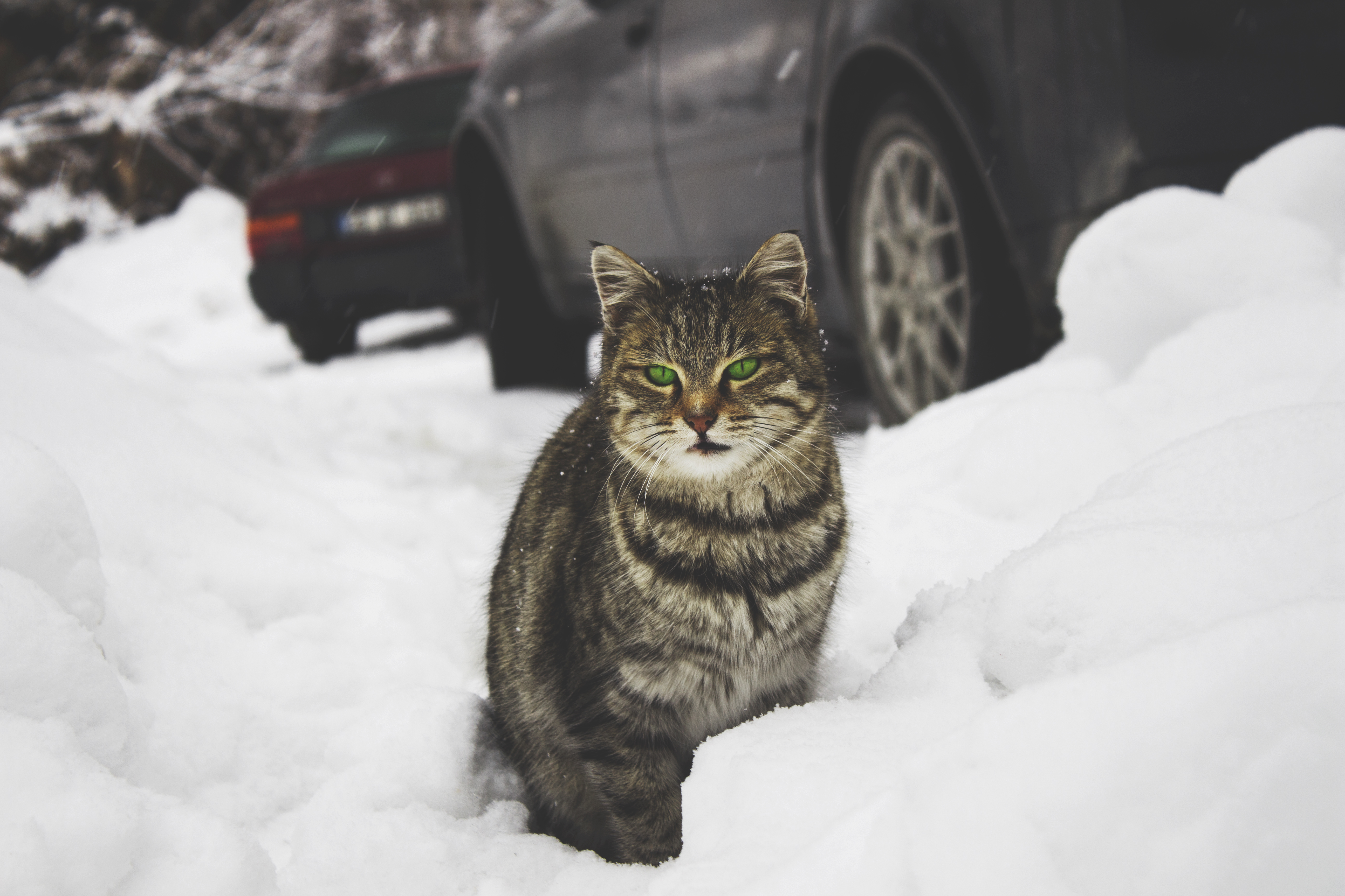免费照片坐在雪堆里的绿眼猫。