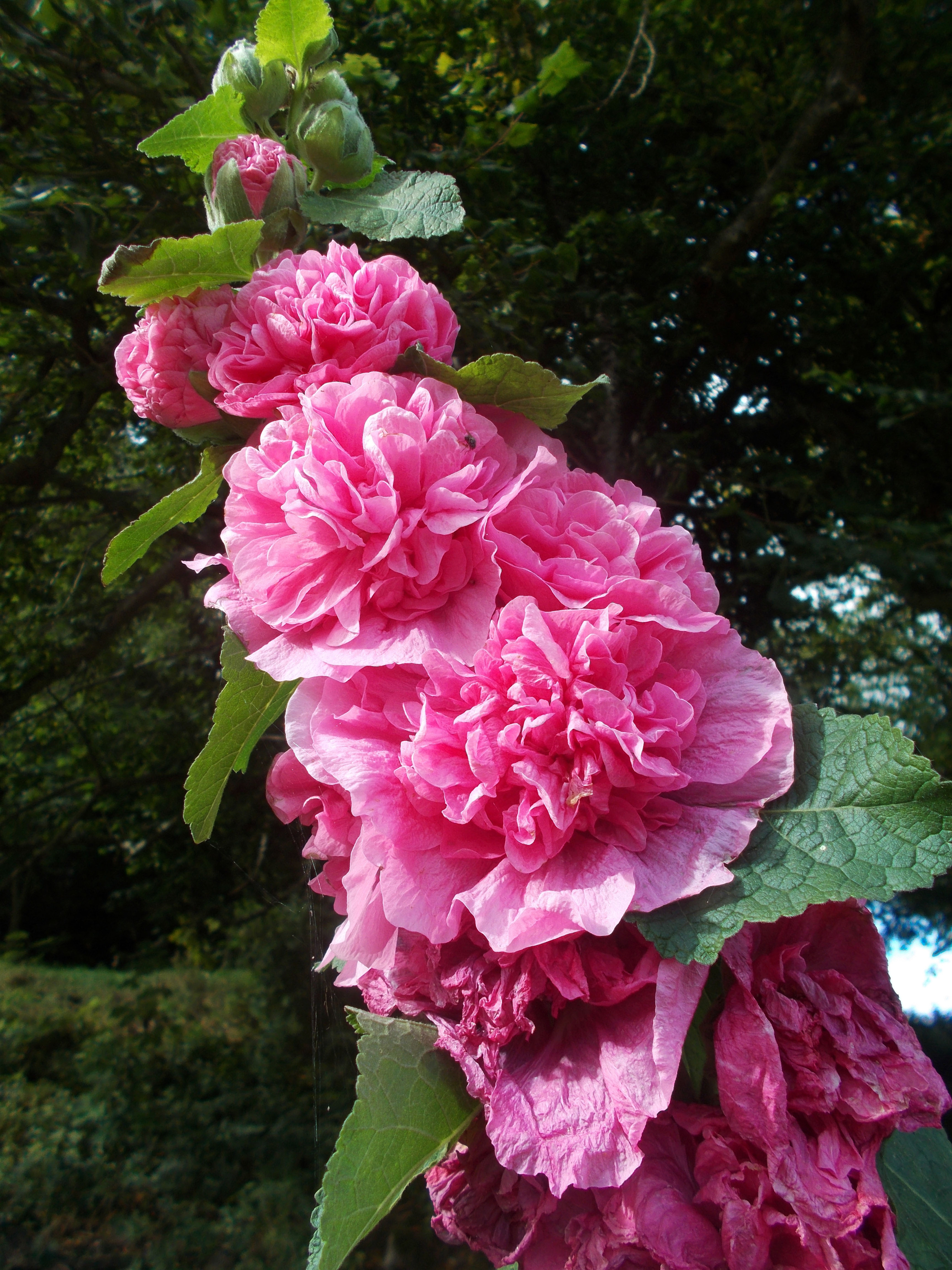 桌面上的壁纸粉红的花朵 鲜花 色素