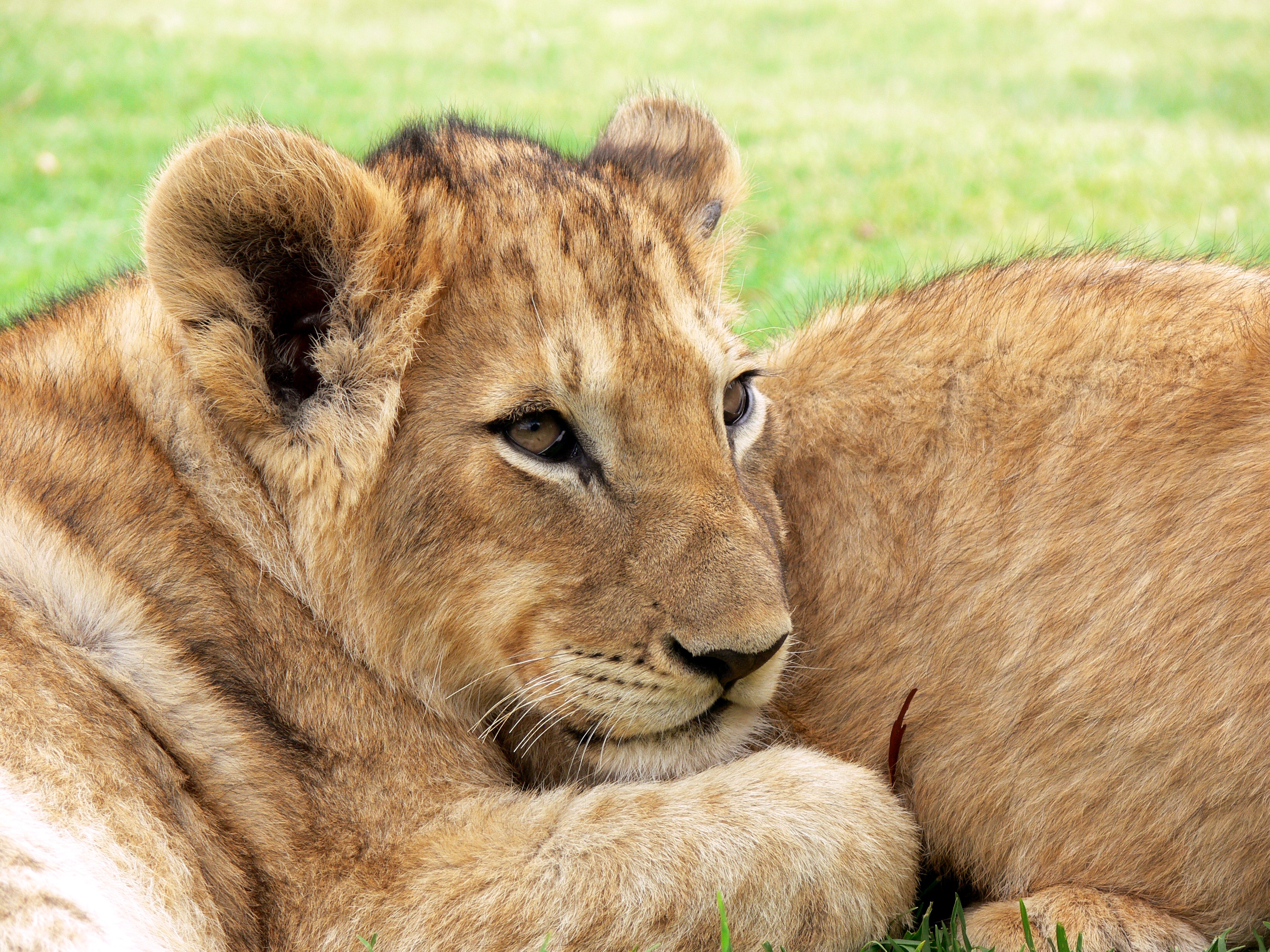 Wallpapers wildlife Africa mammal on the desktop