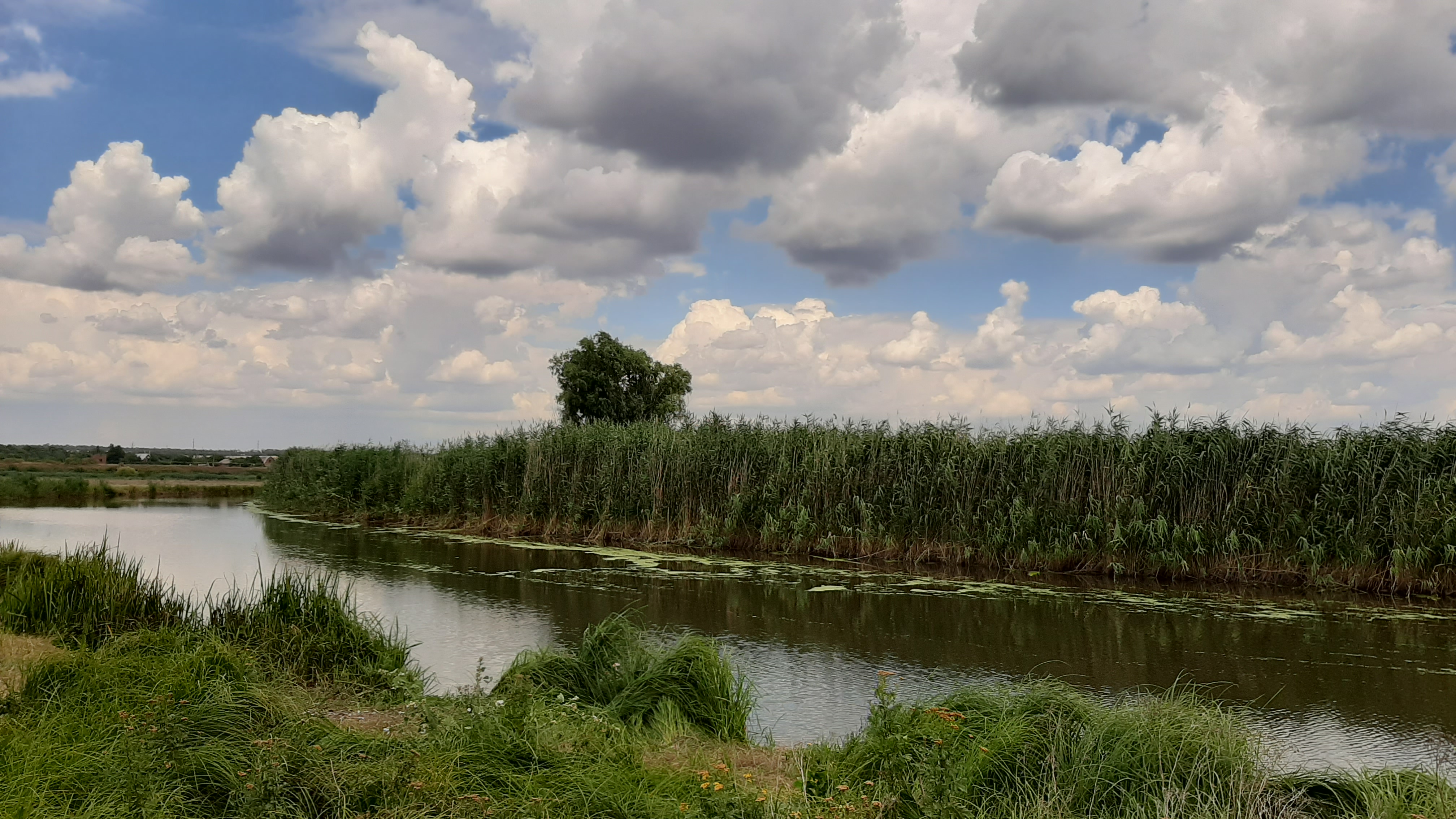 Free photo A blooming river with reeds