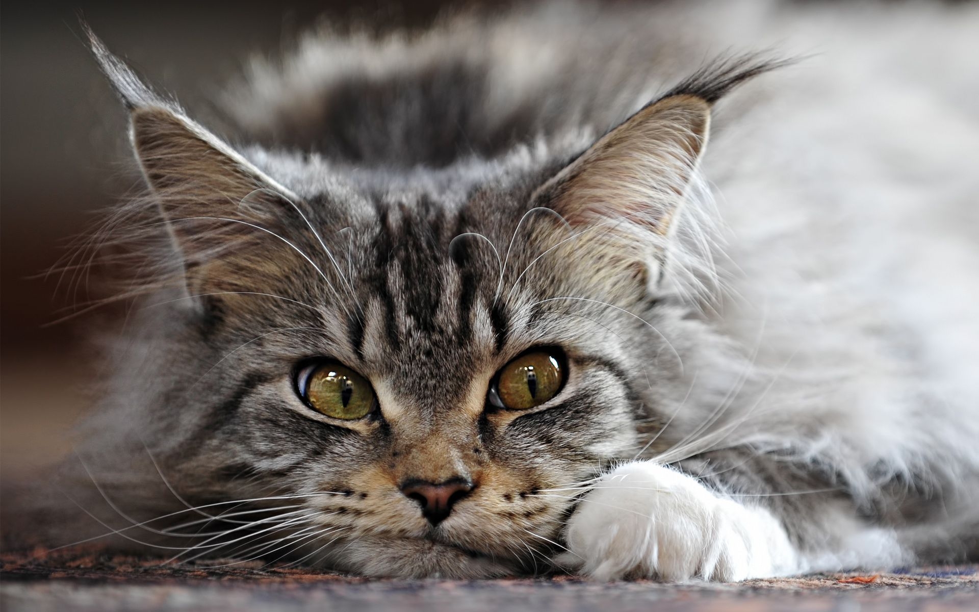 Wallpapers cat striped lying on the desktop