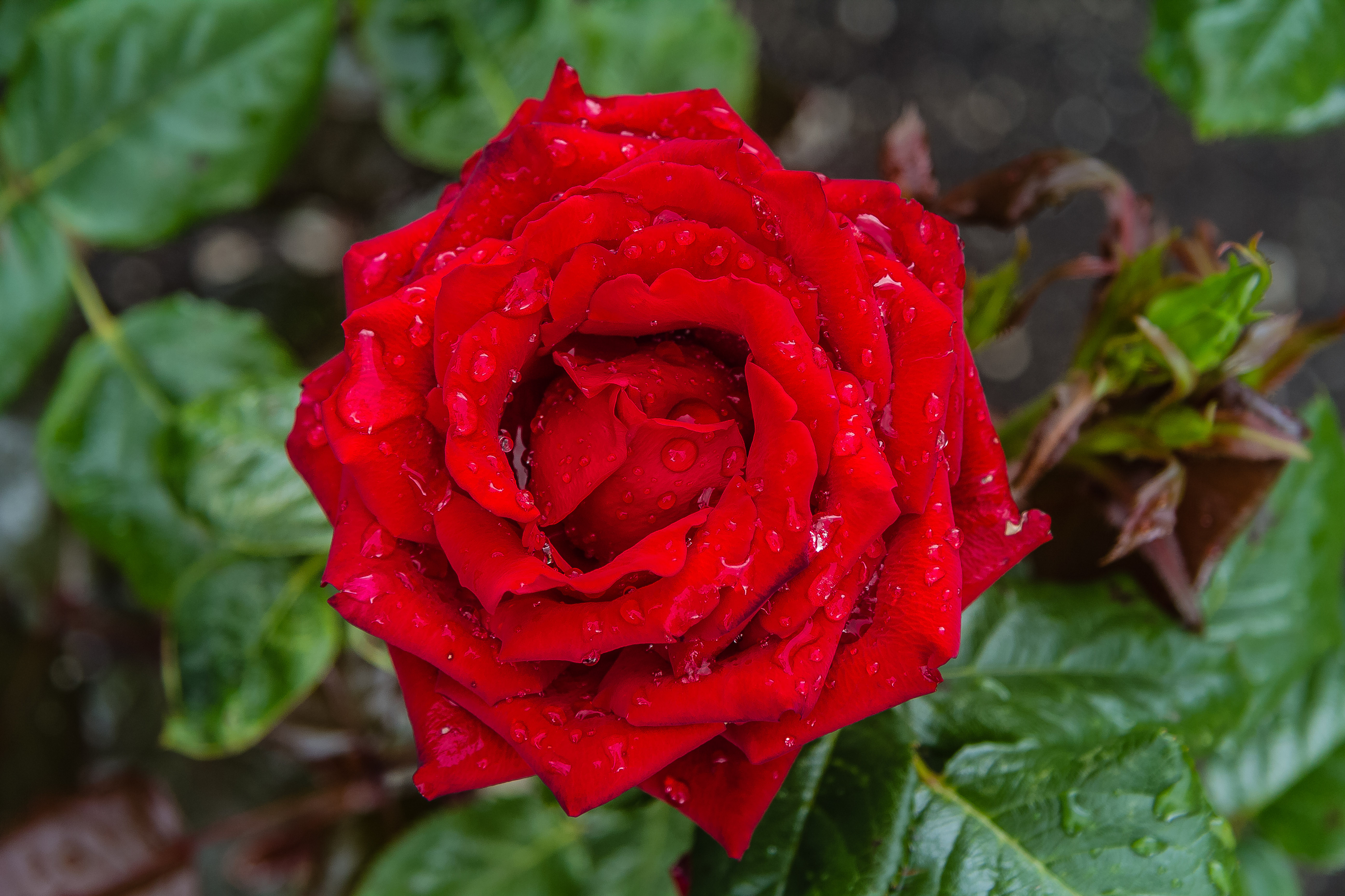 红色的牡丹玫瑰