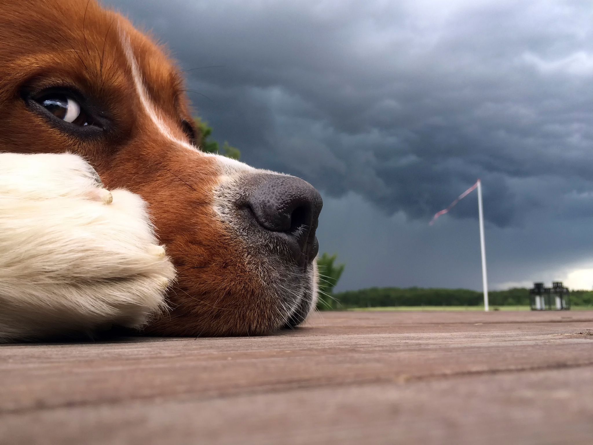 Wallpapers sky clouds dog on the desktop