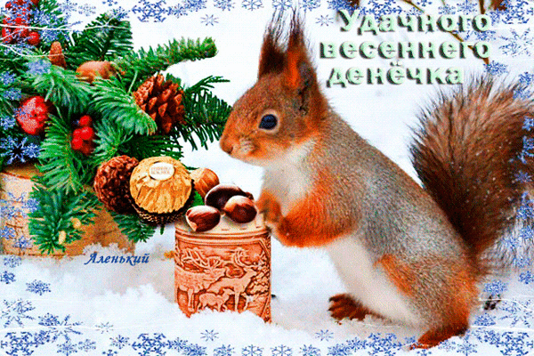 免费明信片松鼠很好奇