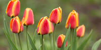 Тюльпаны