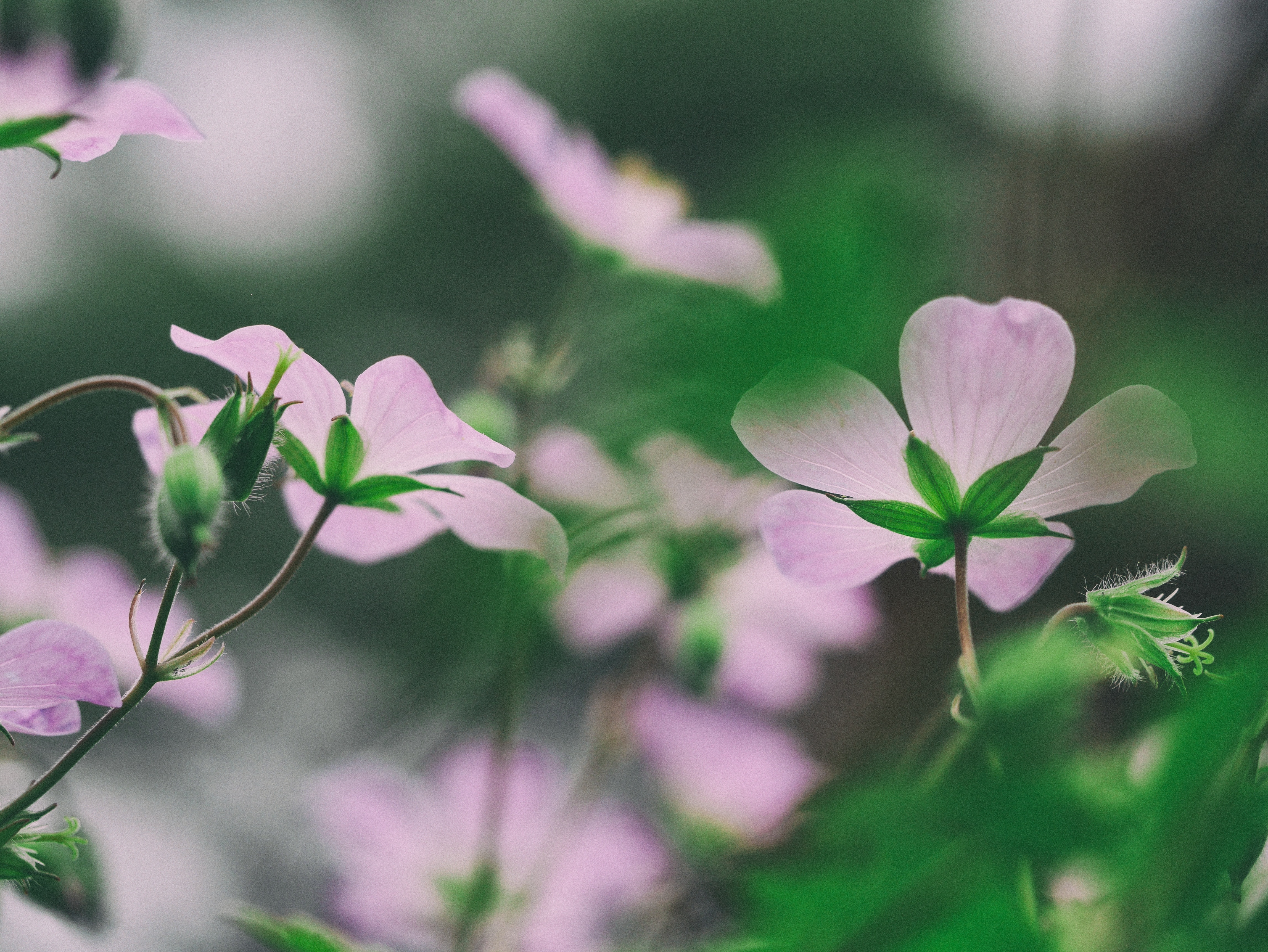 春季白色花卉壁纸