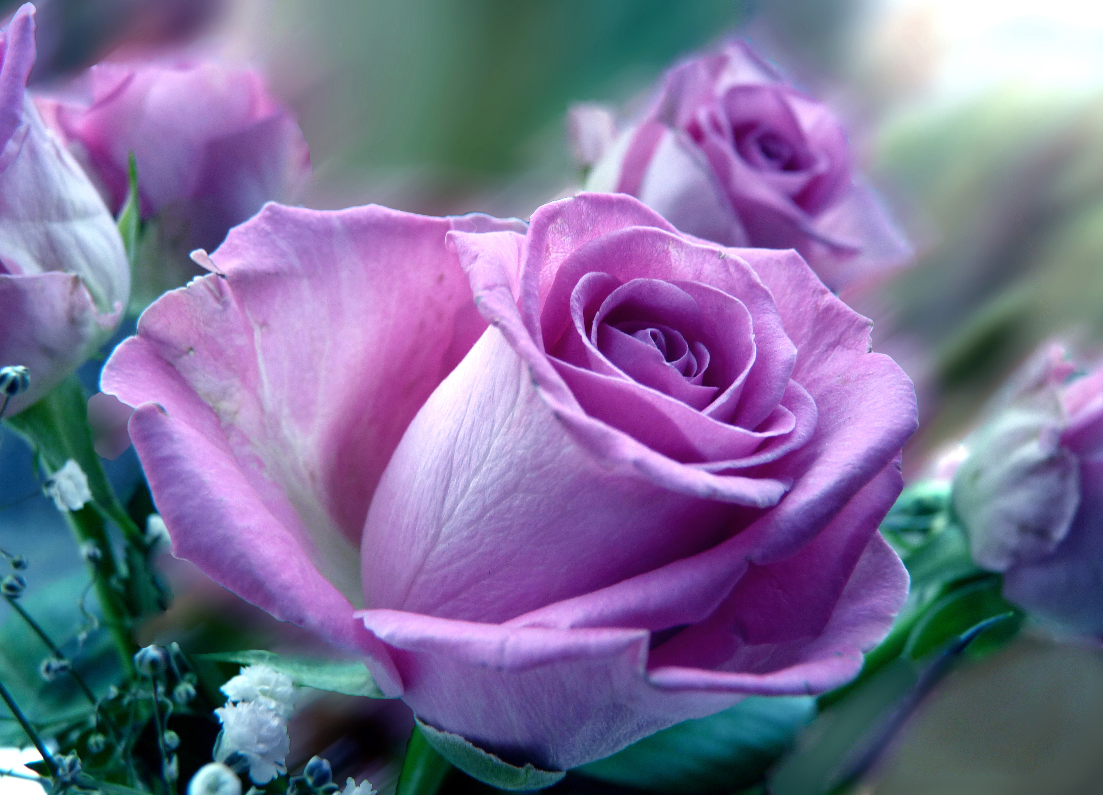 Обои бутоны роз розовая роза флора на рабочий стол