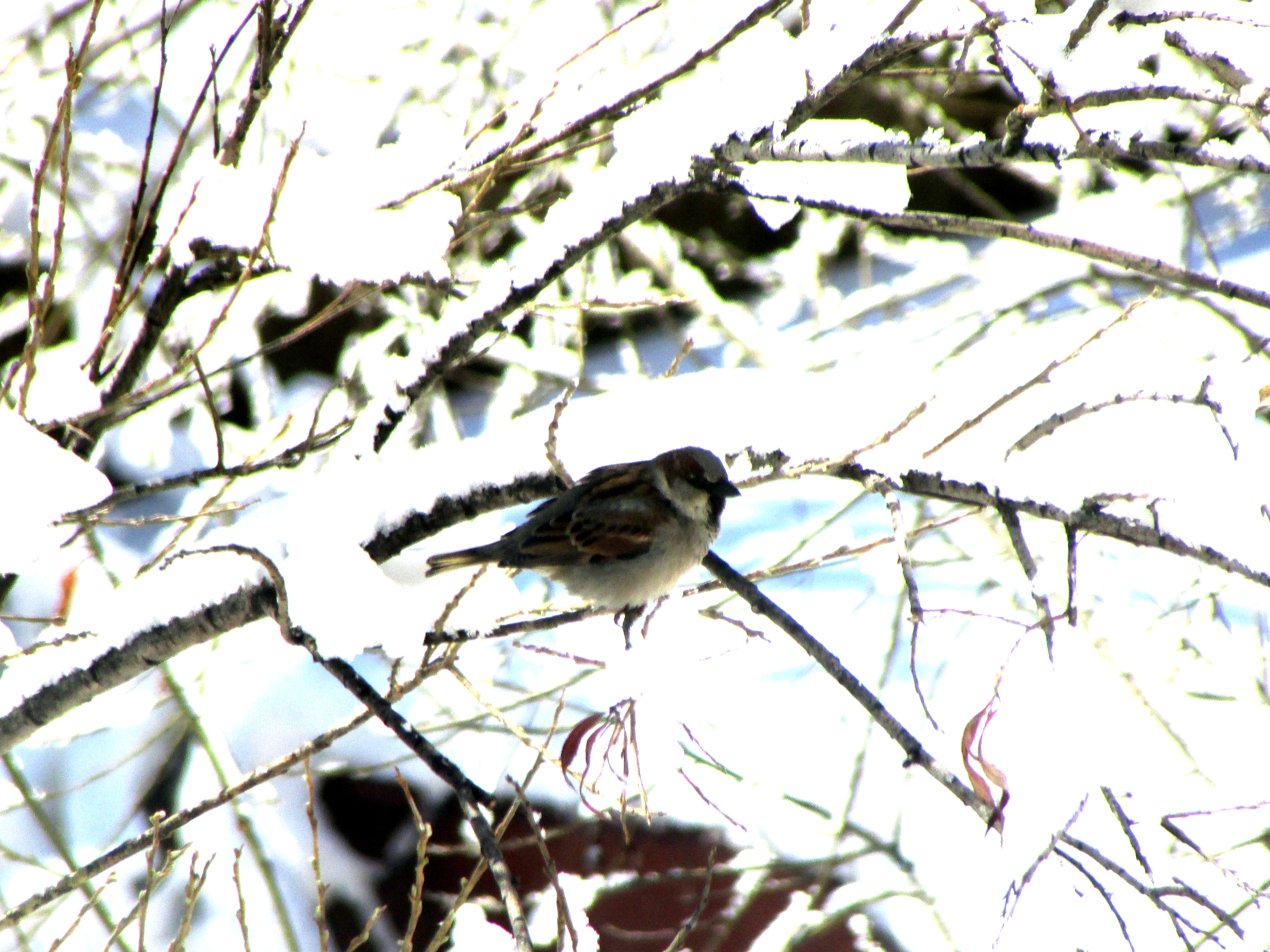 Бесплатное фото Воробушек на снежной ветке