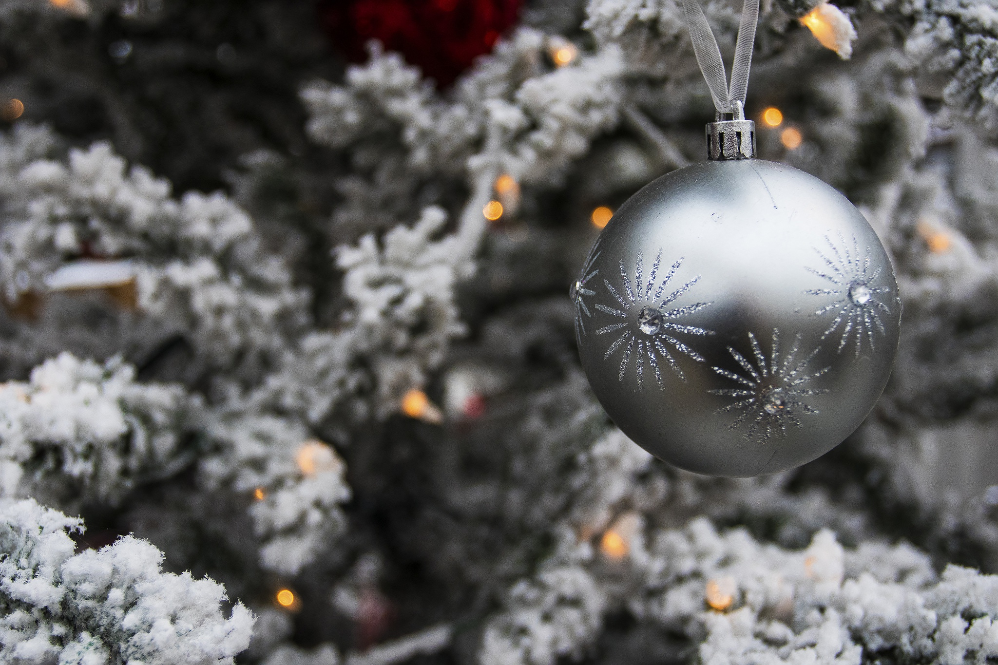 免费照片枞树上的一个灰色圣诞球