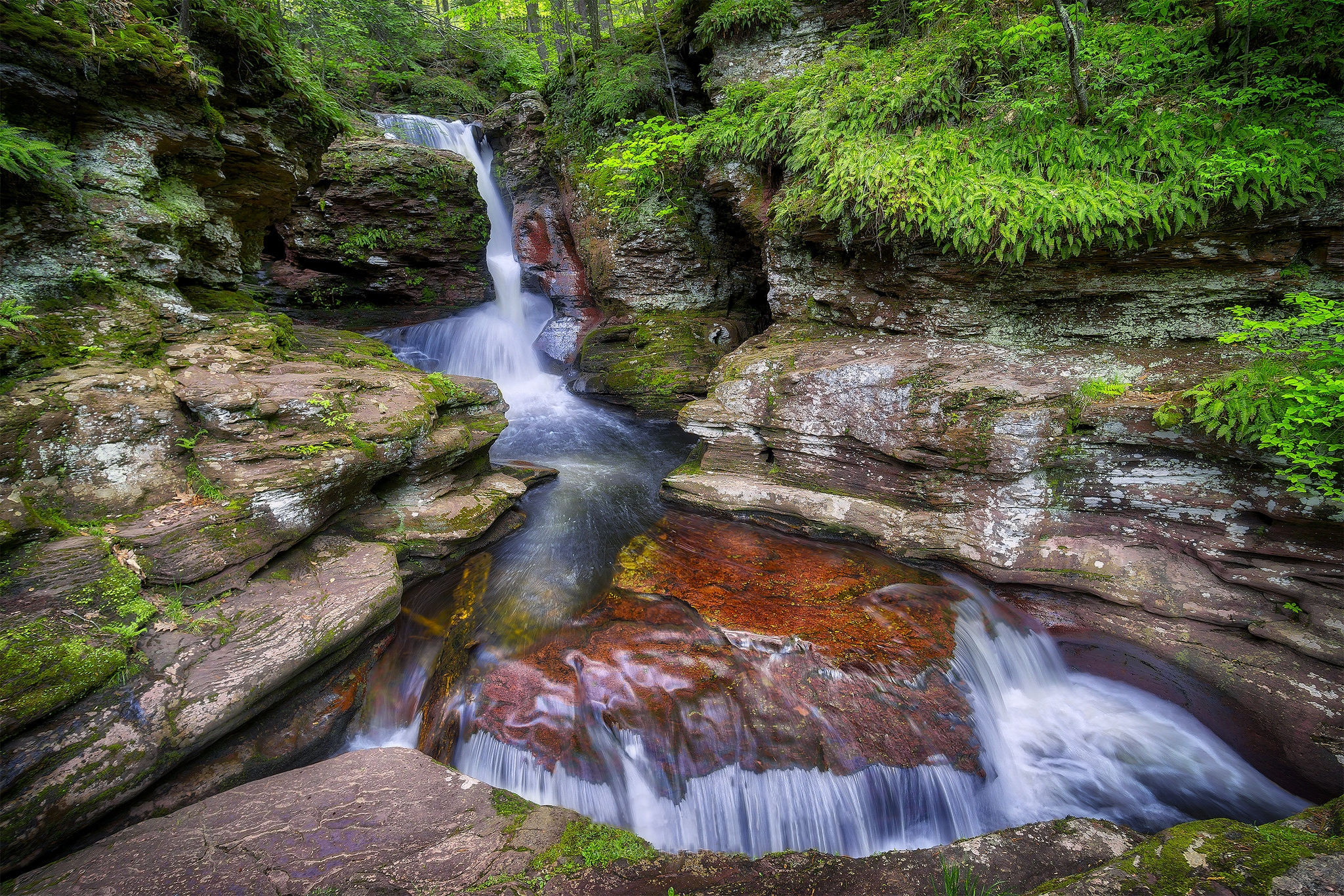 Wallpapers forest flow nature on the desktop