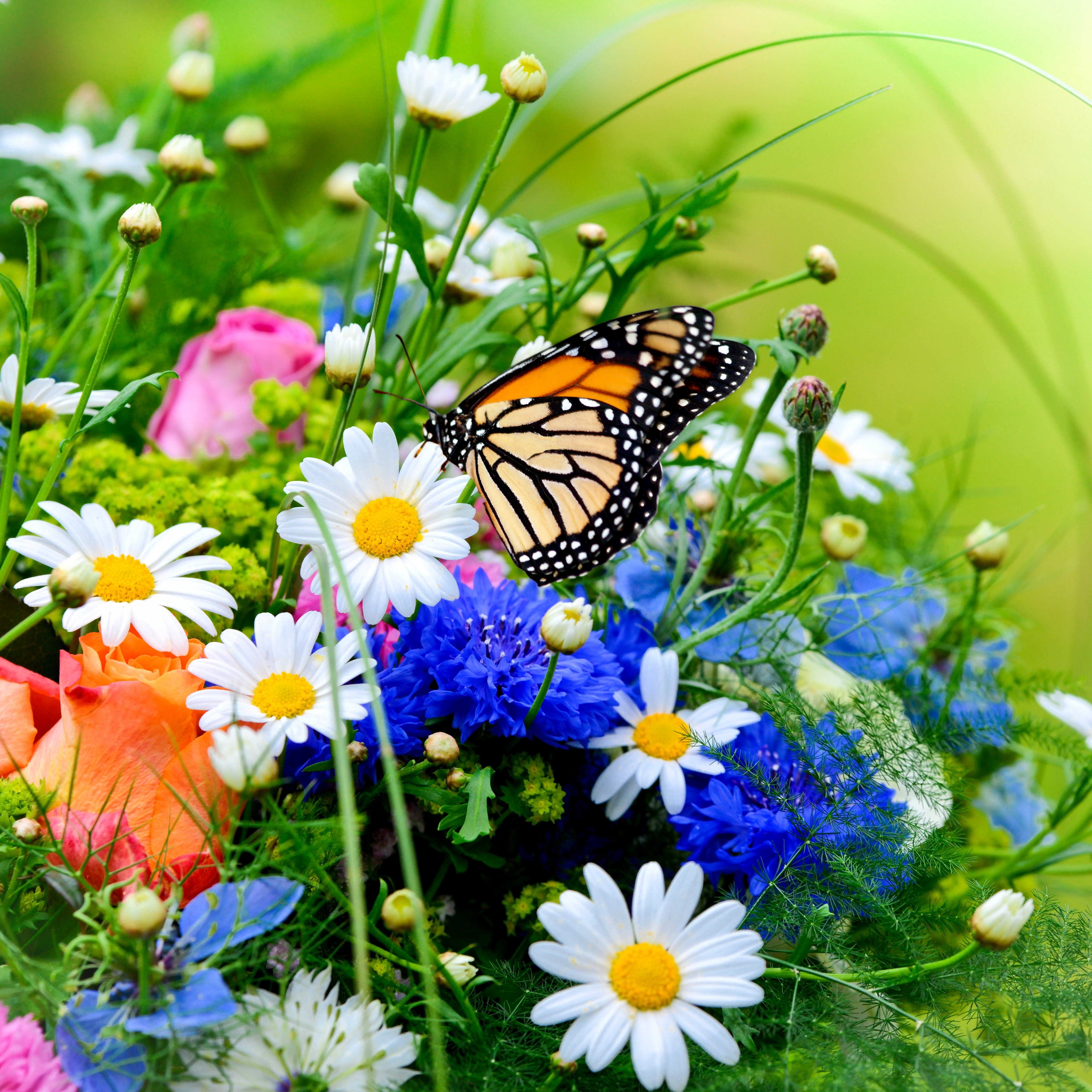 Wallpapers butterfly bouquet flowers on the desktop