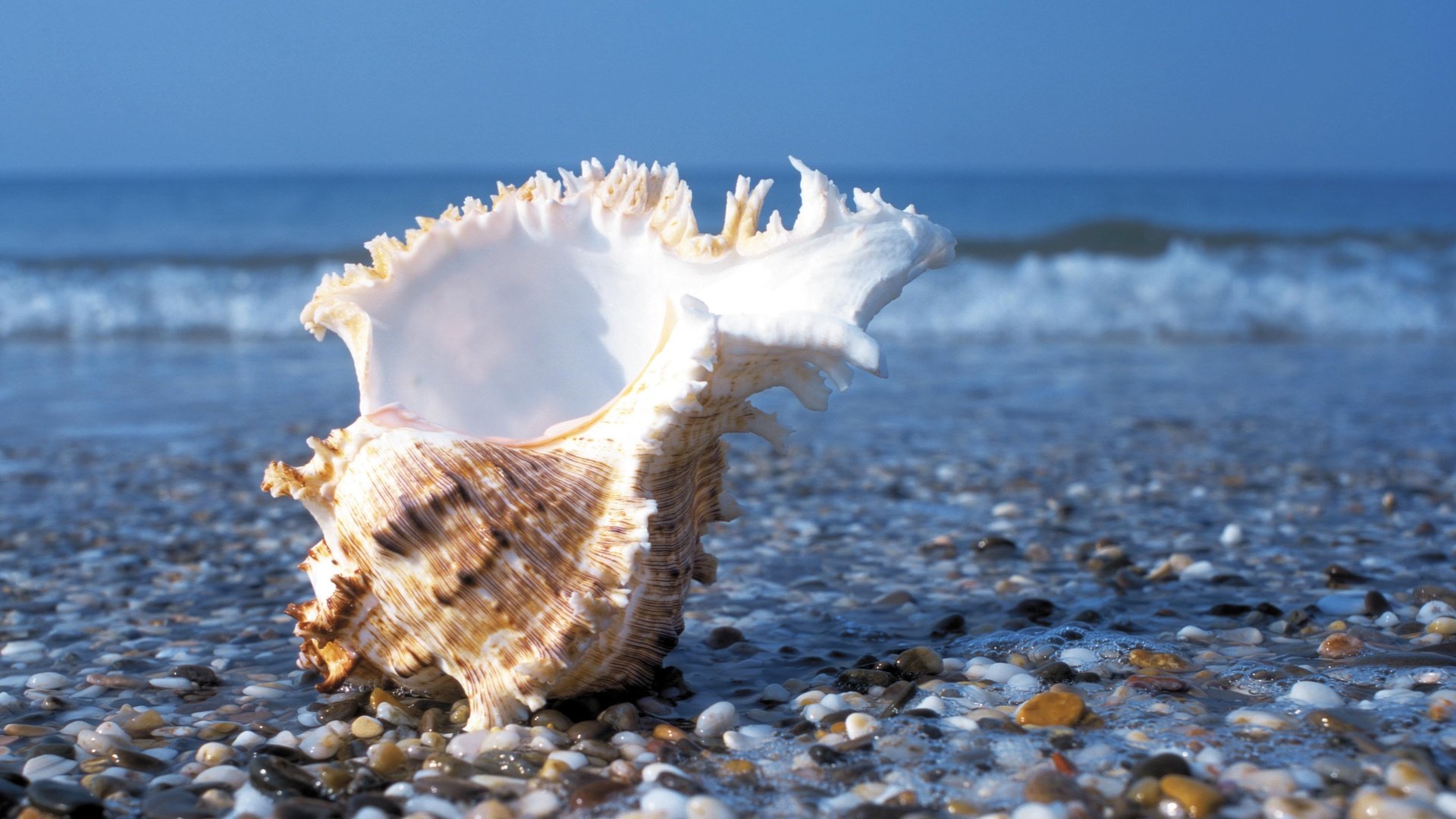 免费照片阿布哈兹海边的大贝壳