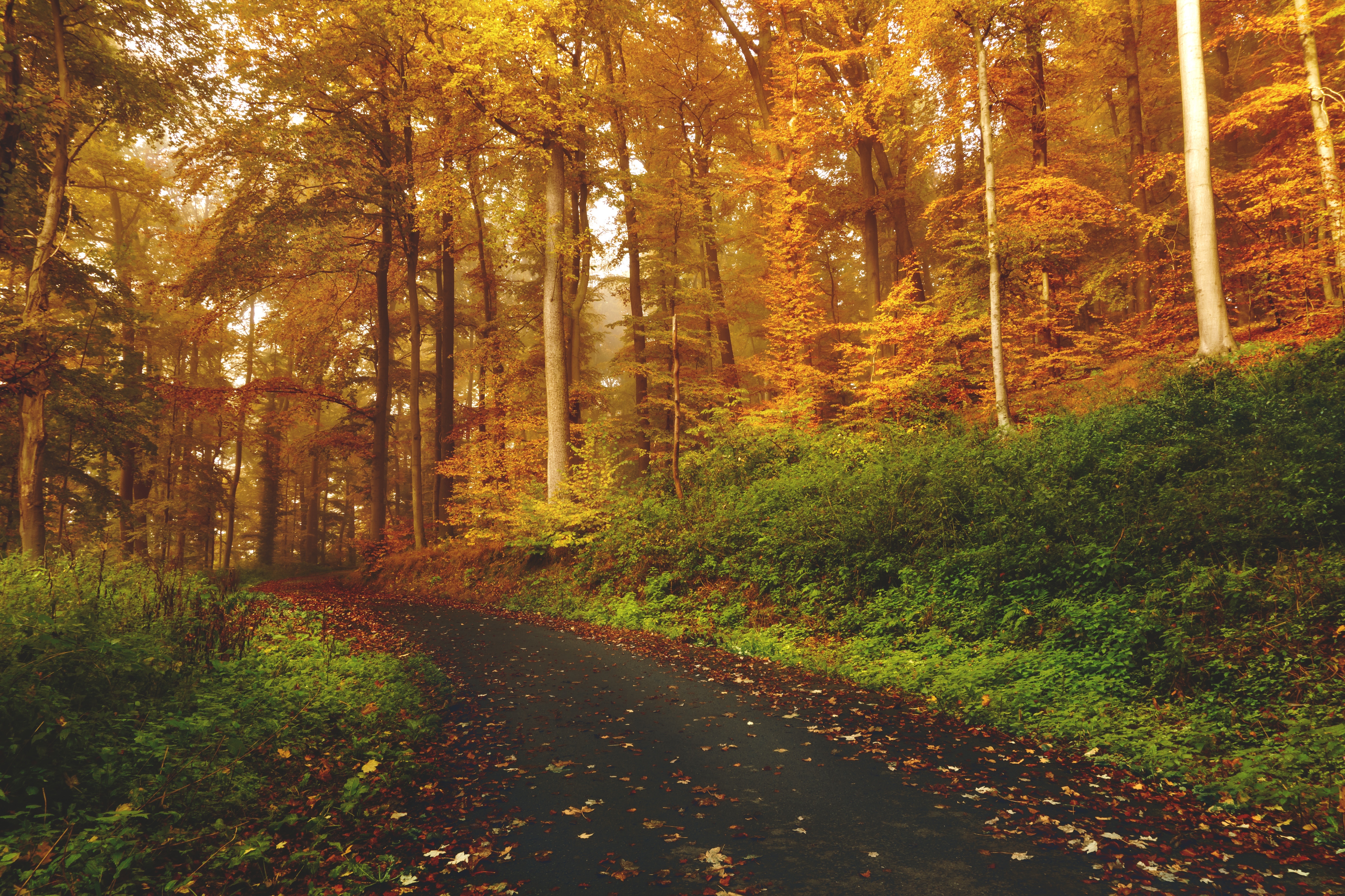 Free photo Yellow leaves on the trees