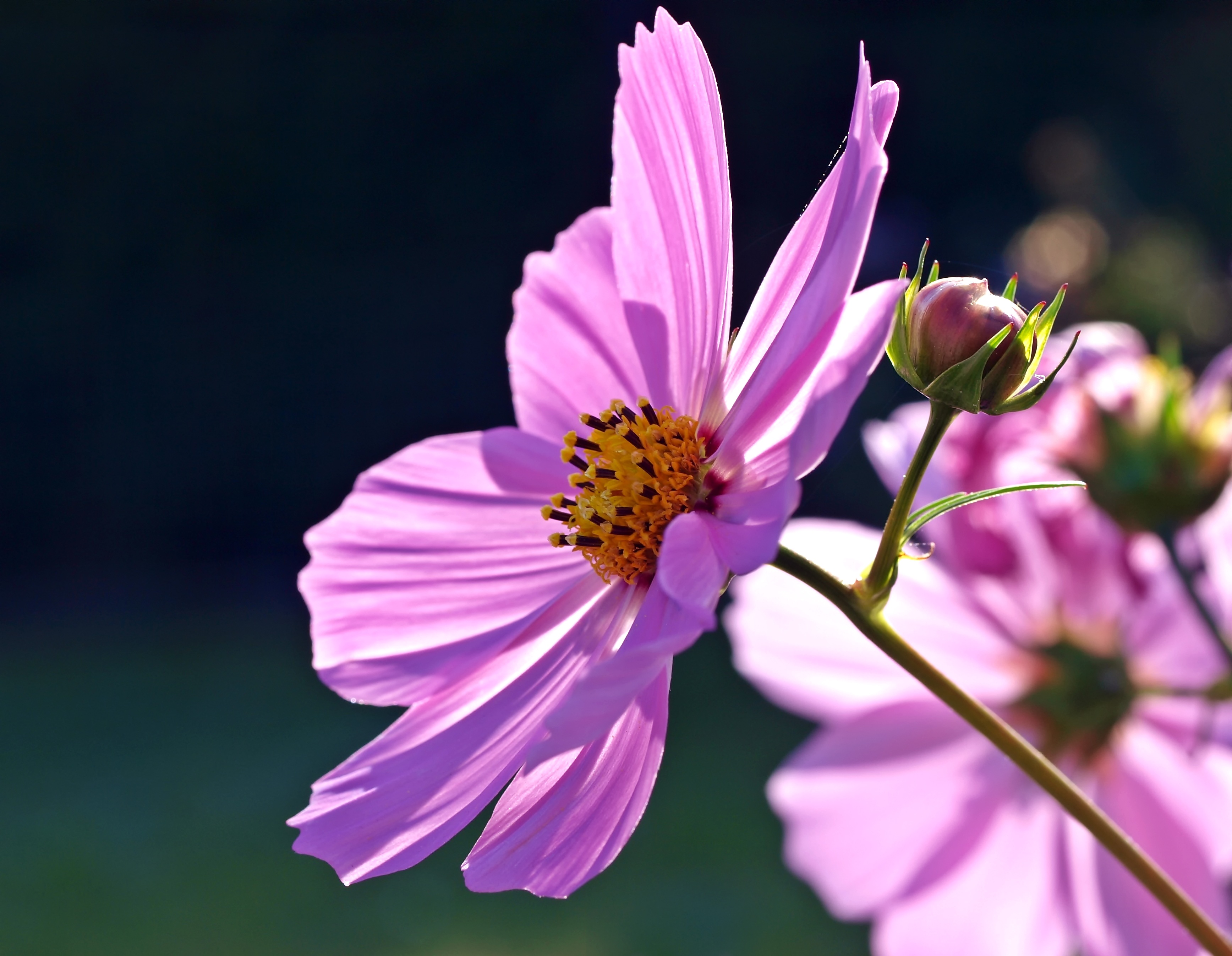 Wallpapers live petal garden cosmos on the desktop