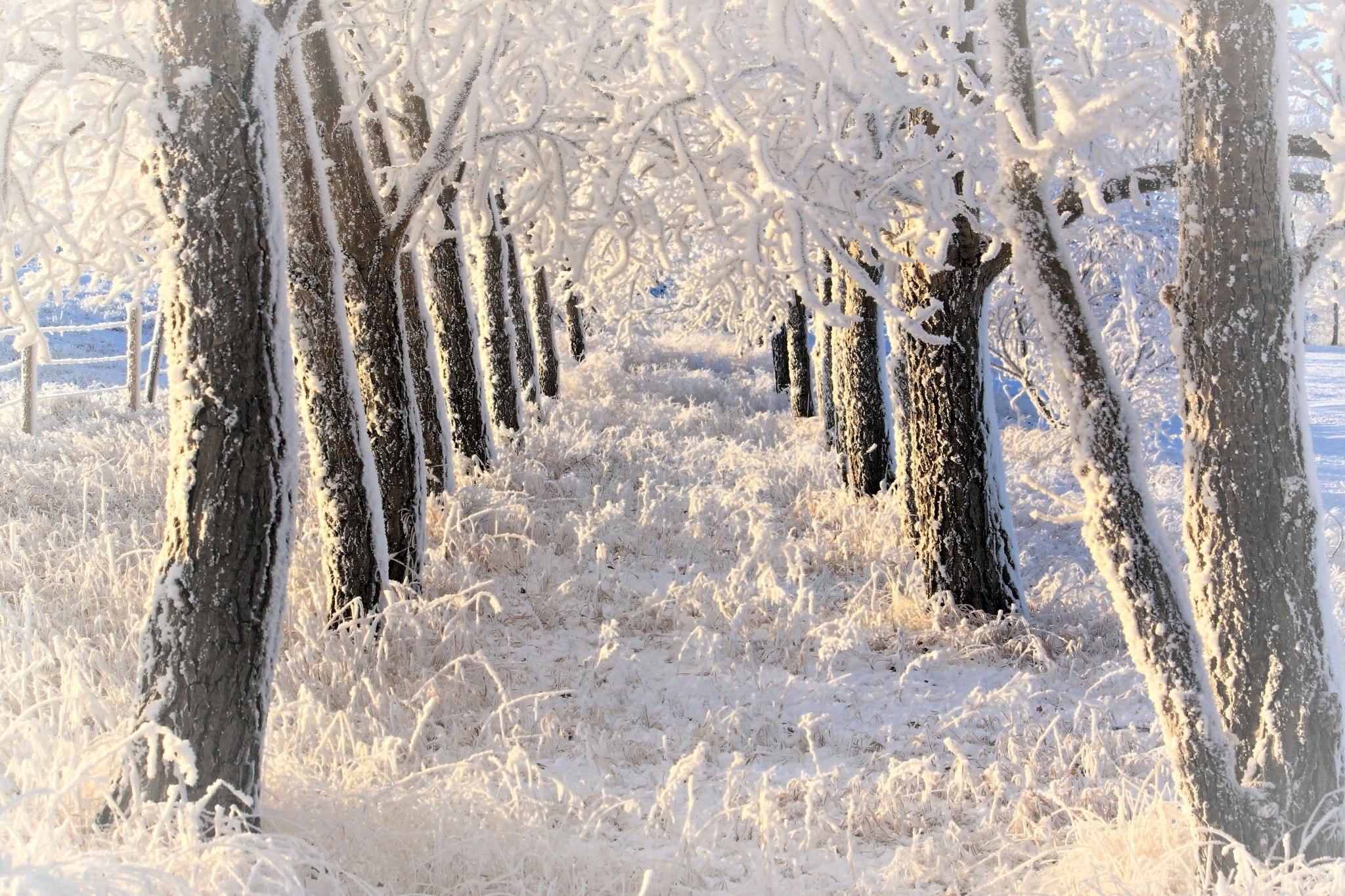 Free photo Frozen nature