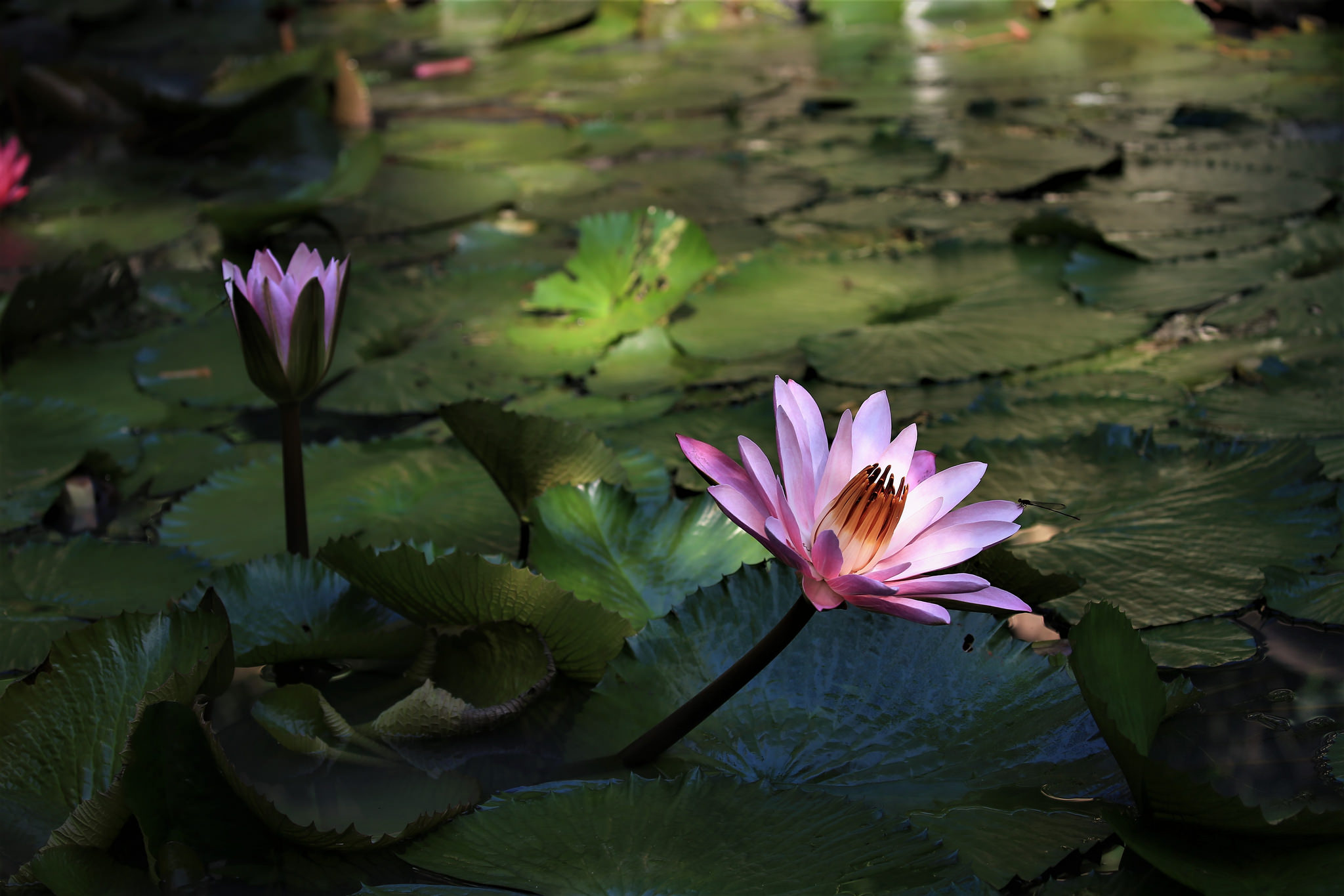 Wallpapers flower beautiful flower water lily on the desktop