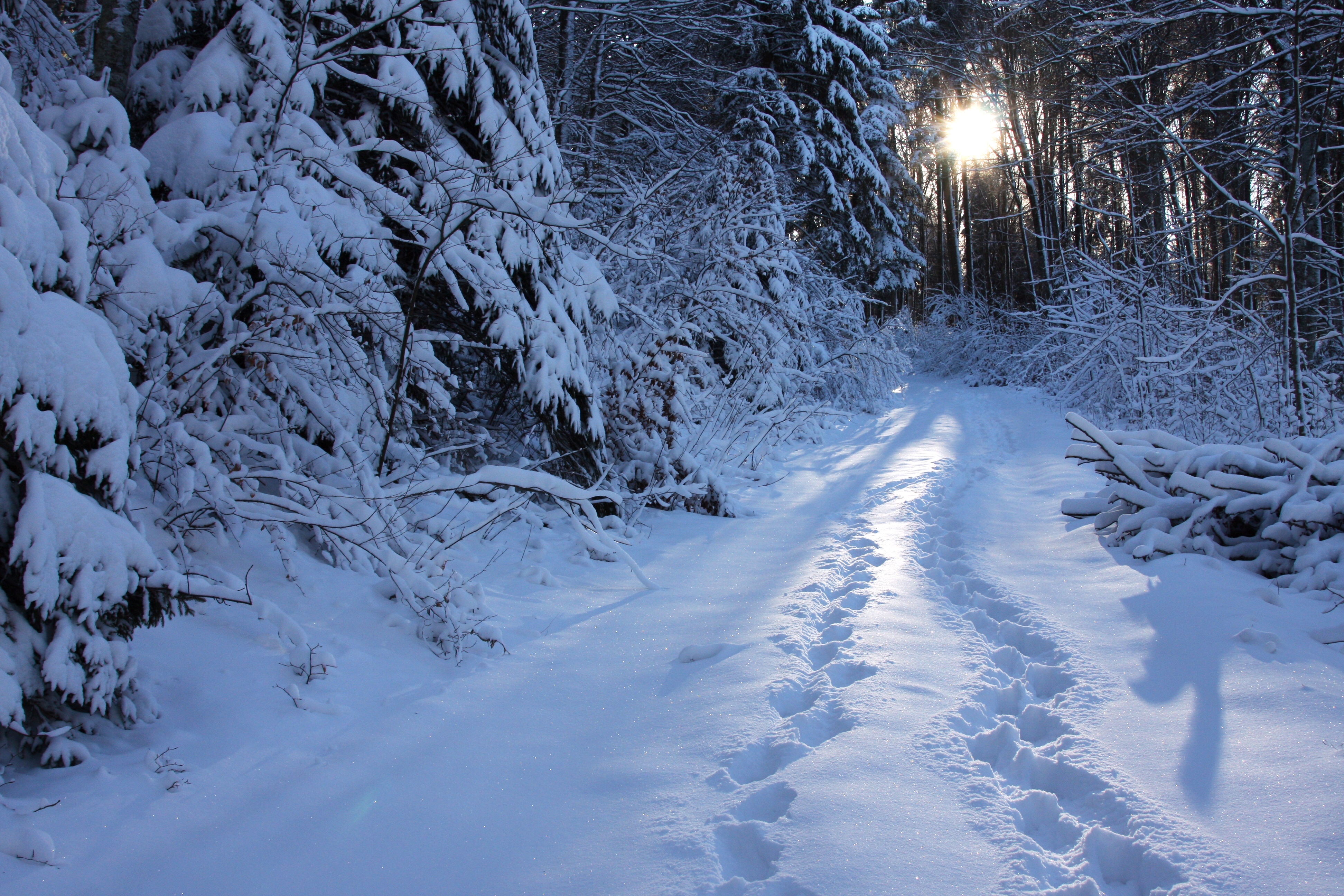 免费照片森林道路上的第一场雪