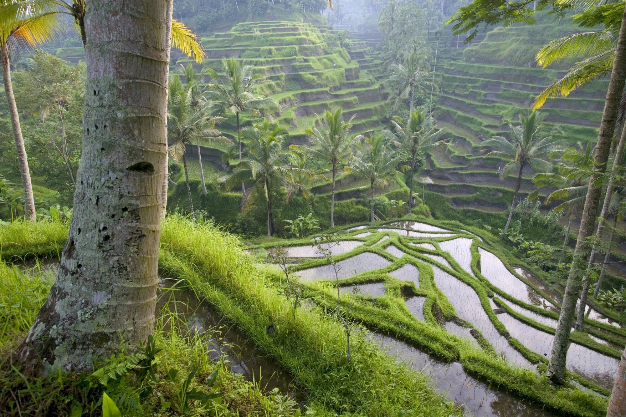 Wallpapers Asia rice fields palm trees on the desktop