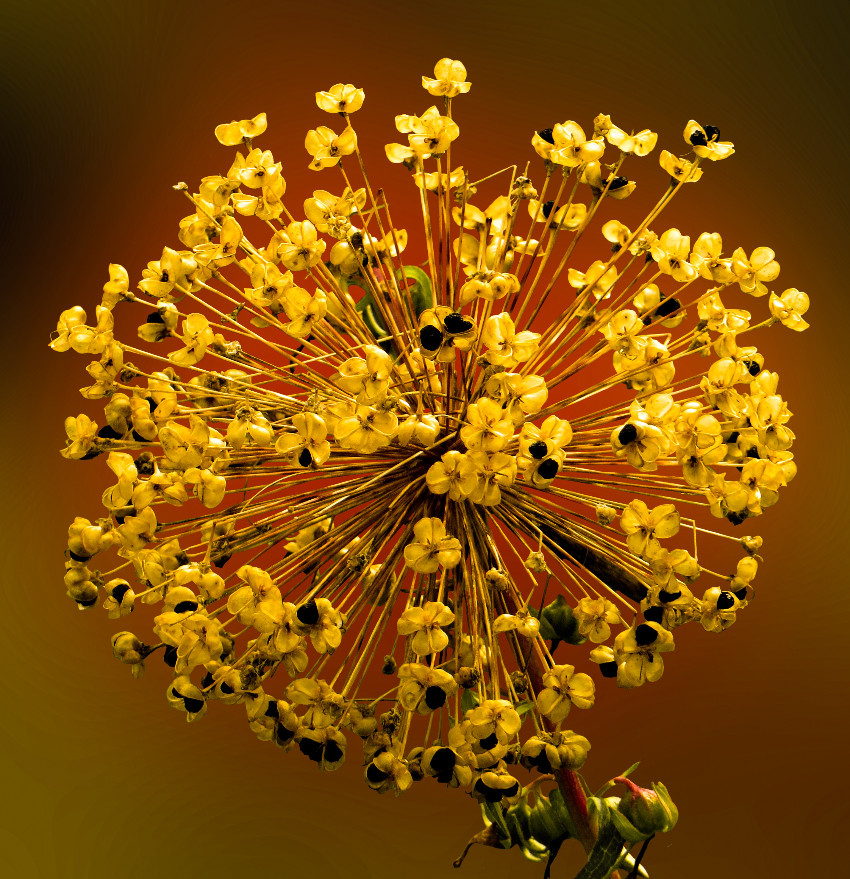 Free photo Decorative yellow onion