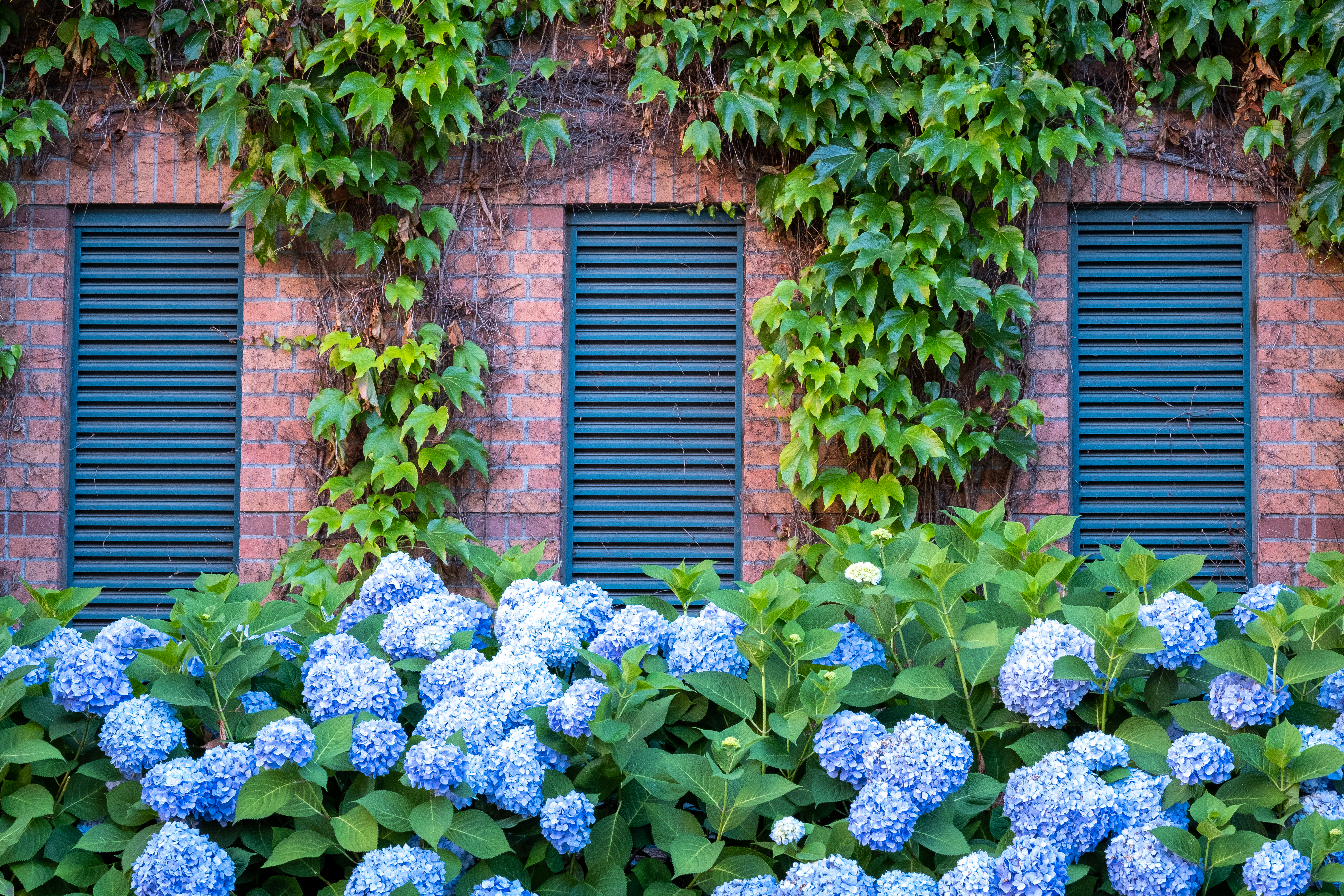 桌面上的壁纸砖头 墙壁 鲜花