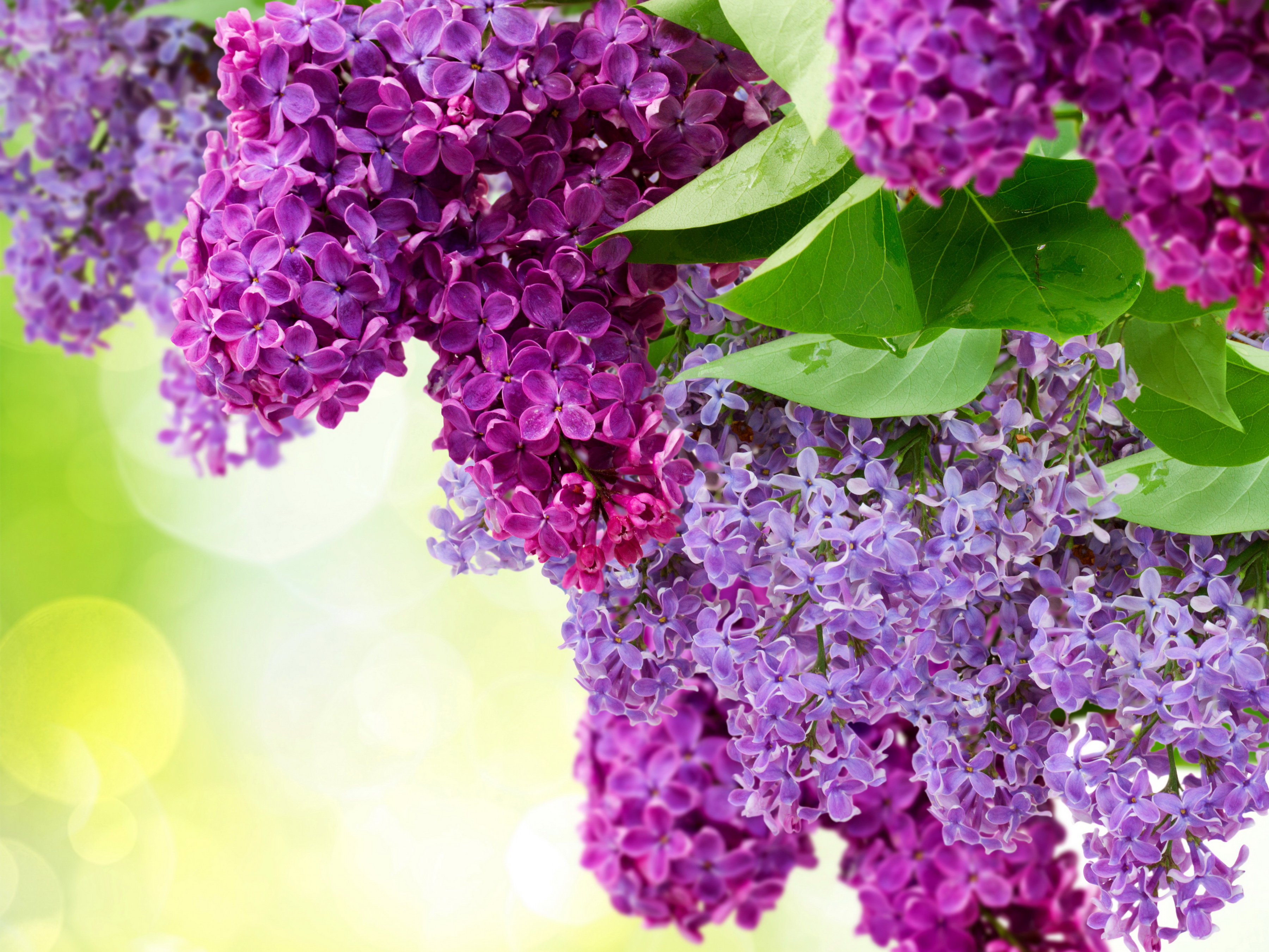 桌面上的壁纸鲜花 丁香花束 粉红的花朵