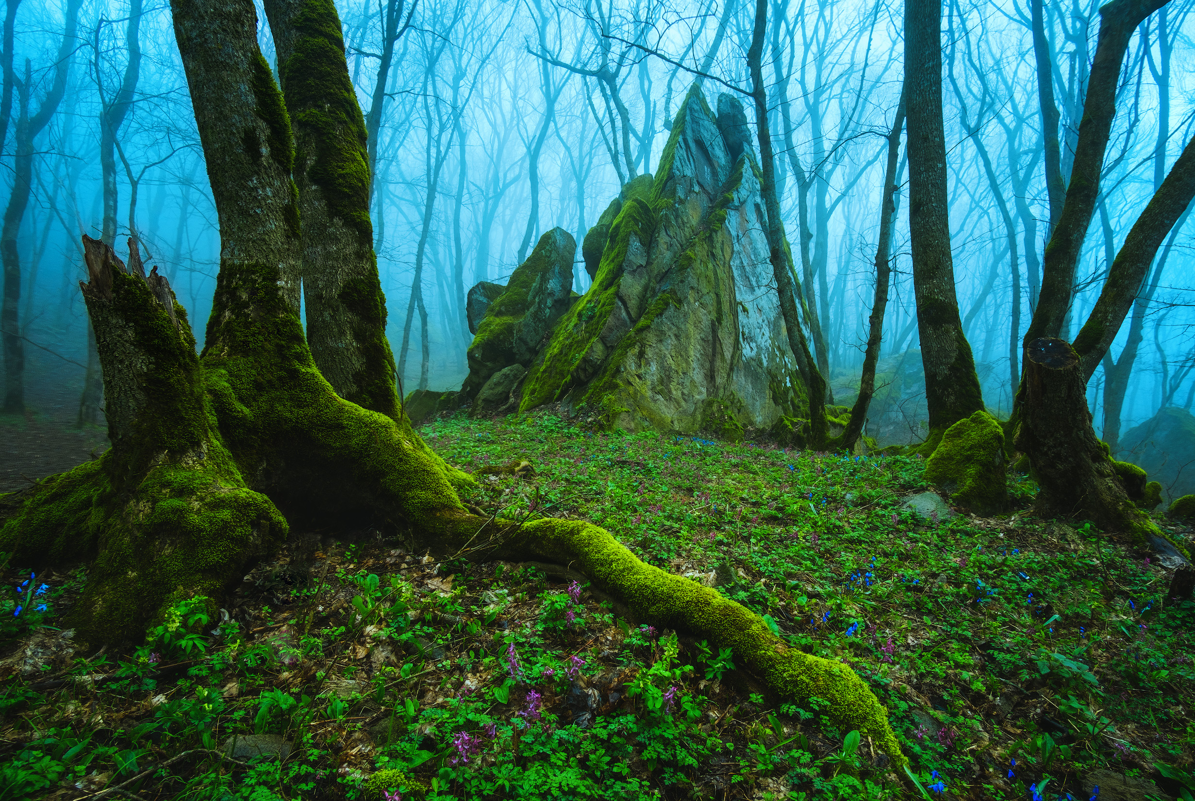童话般的森林