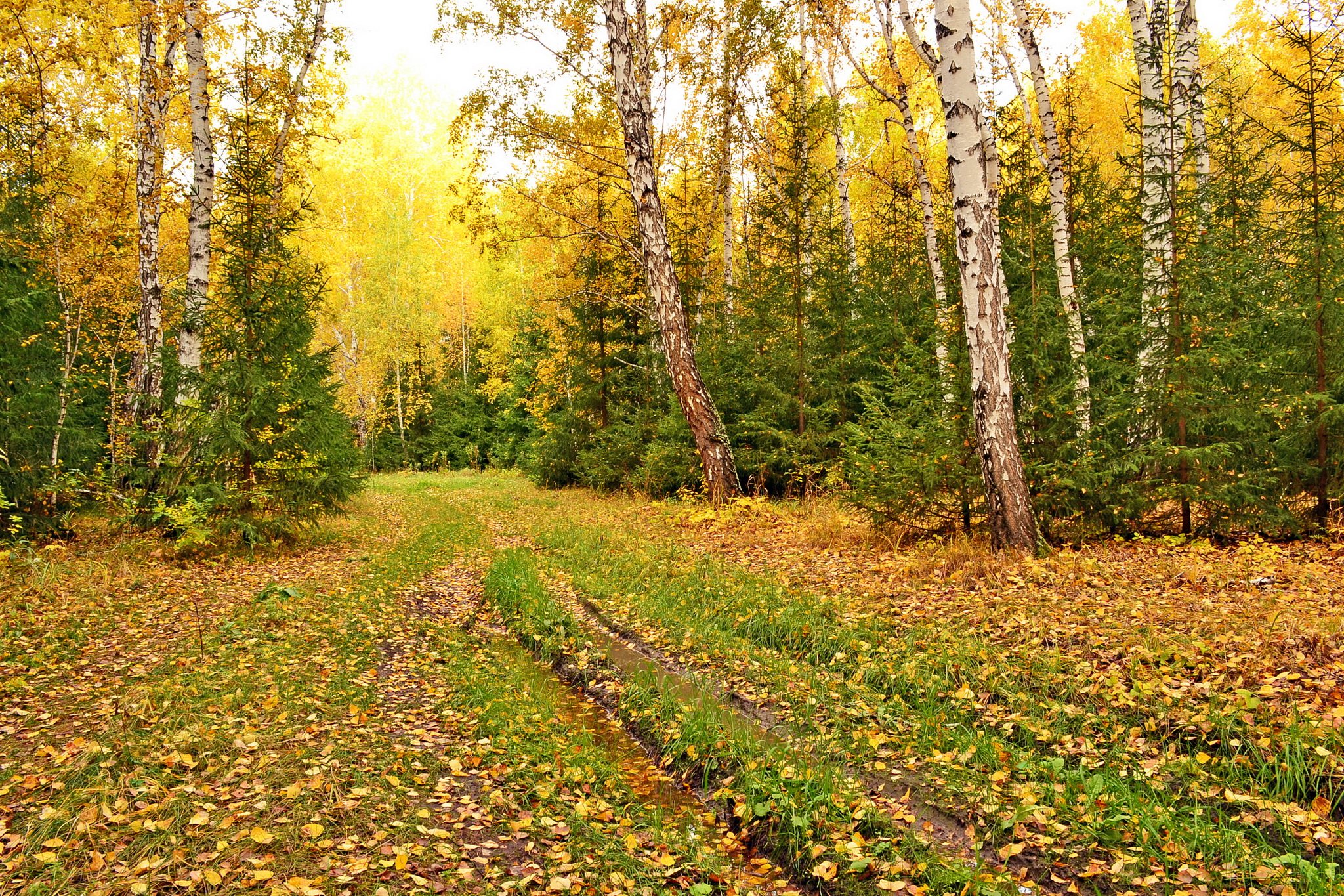 Wallpapers autumn colours autumn colors autumn forest on the desktop