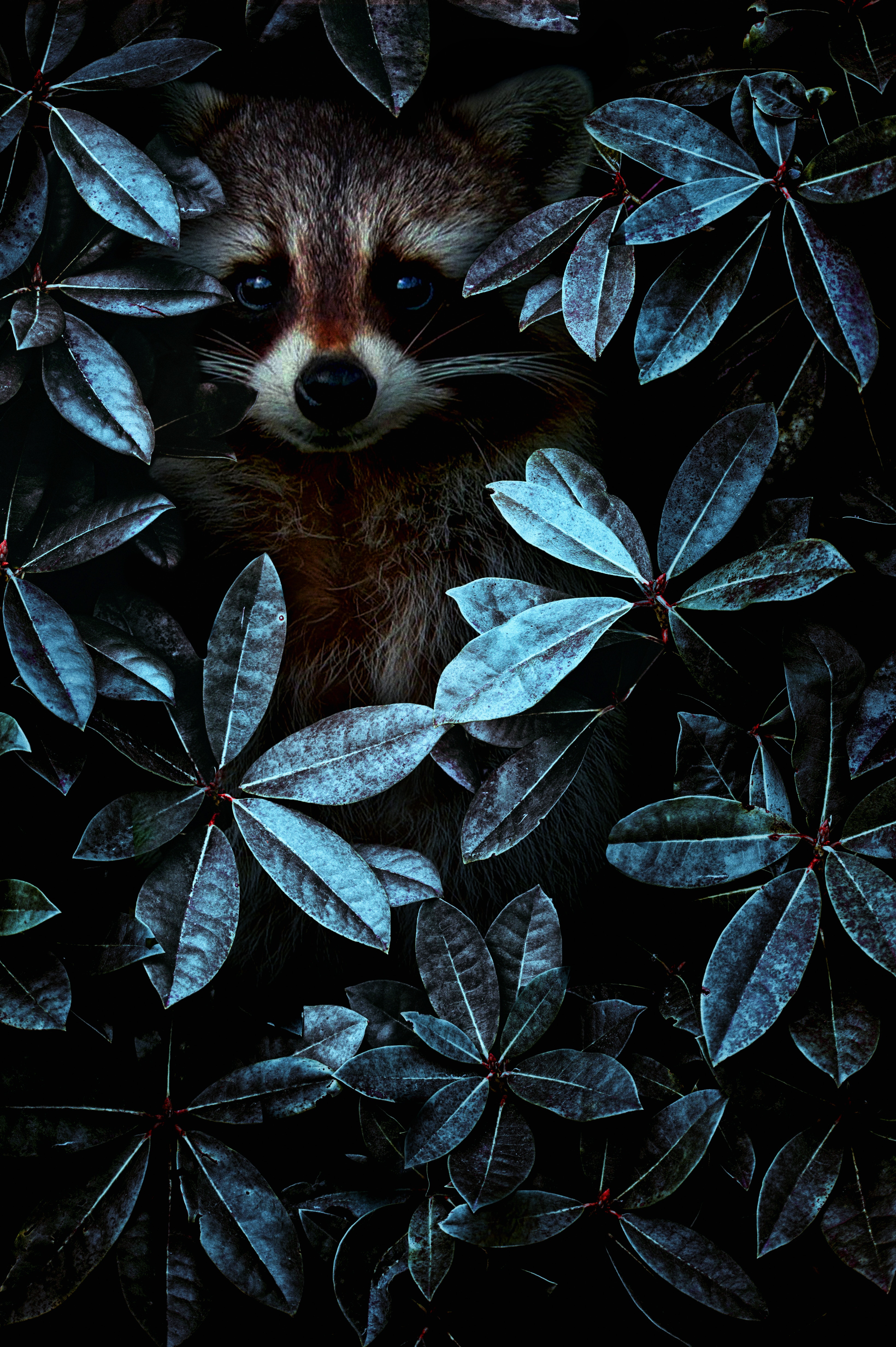 The raccoon hid =)