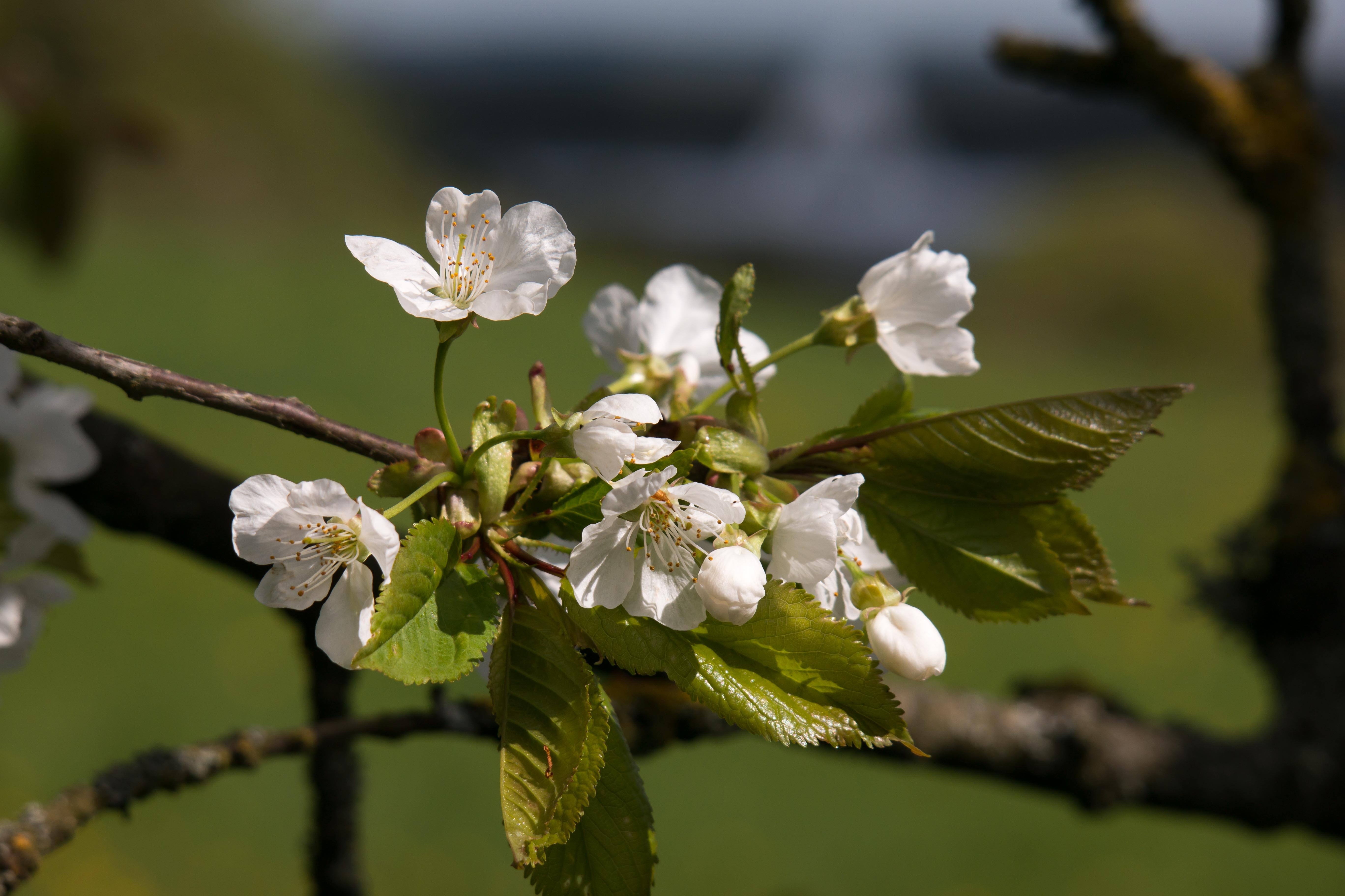 Wallpapers tree nature branch on the desktop