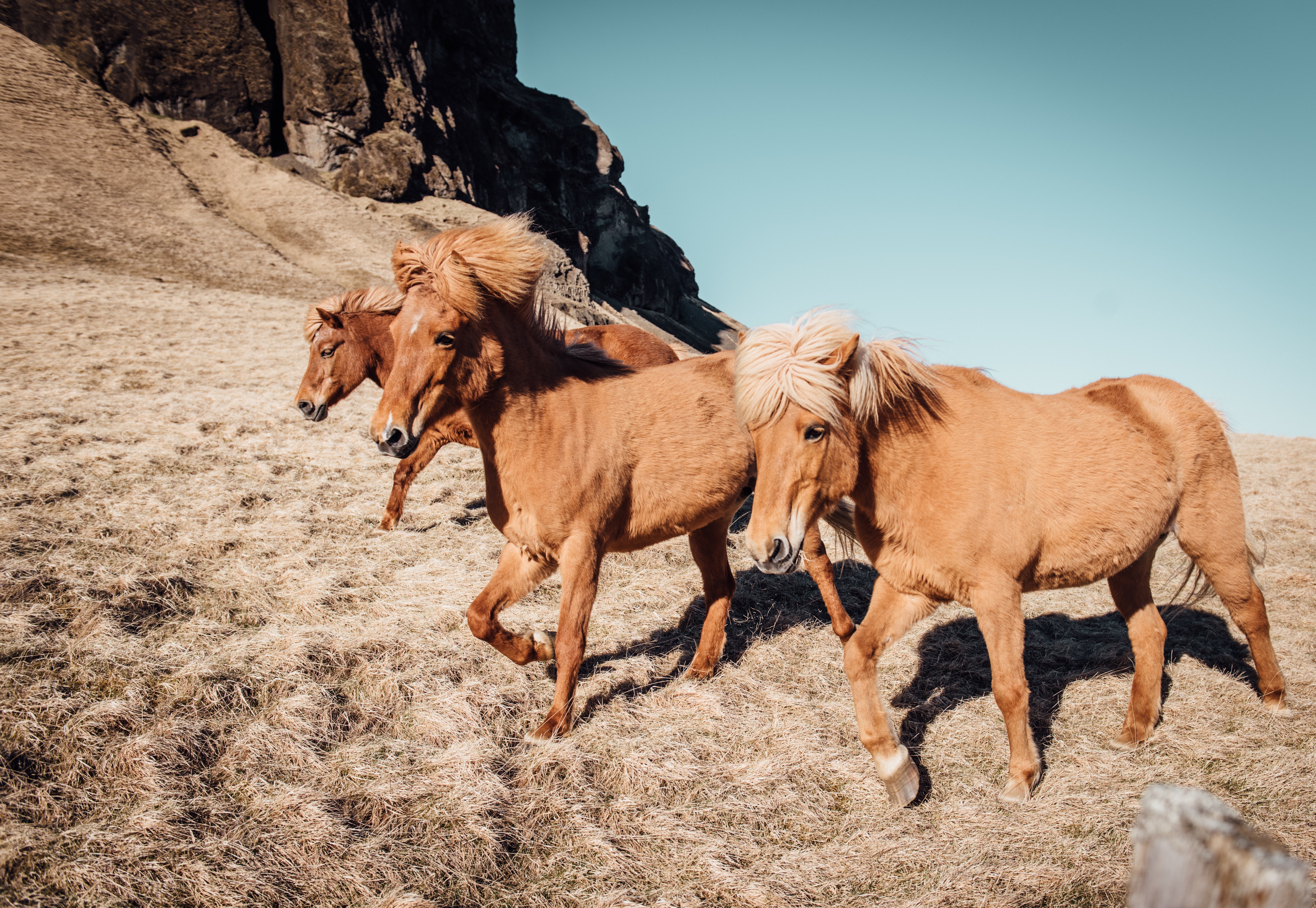 Free photo Three stallions by the mountain