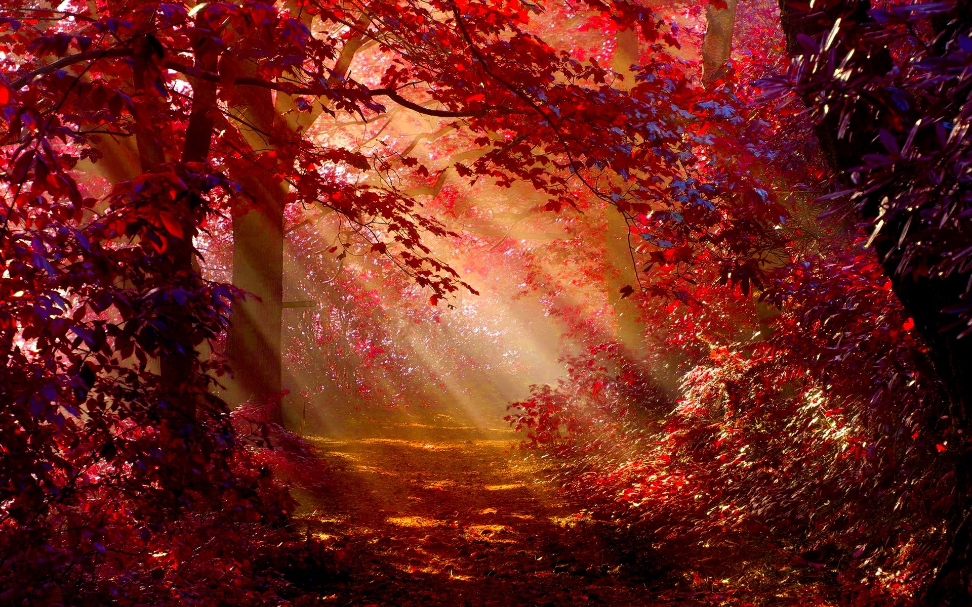 免费照片秋天森林中的太阳光与红叶的关系