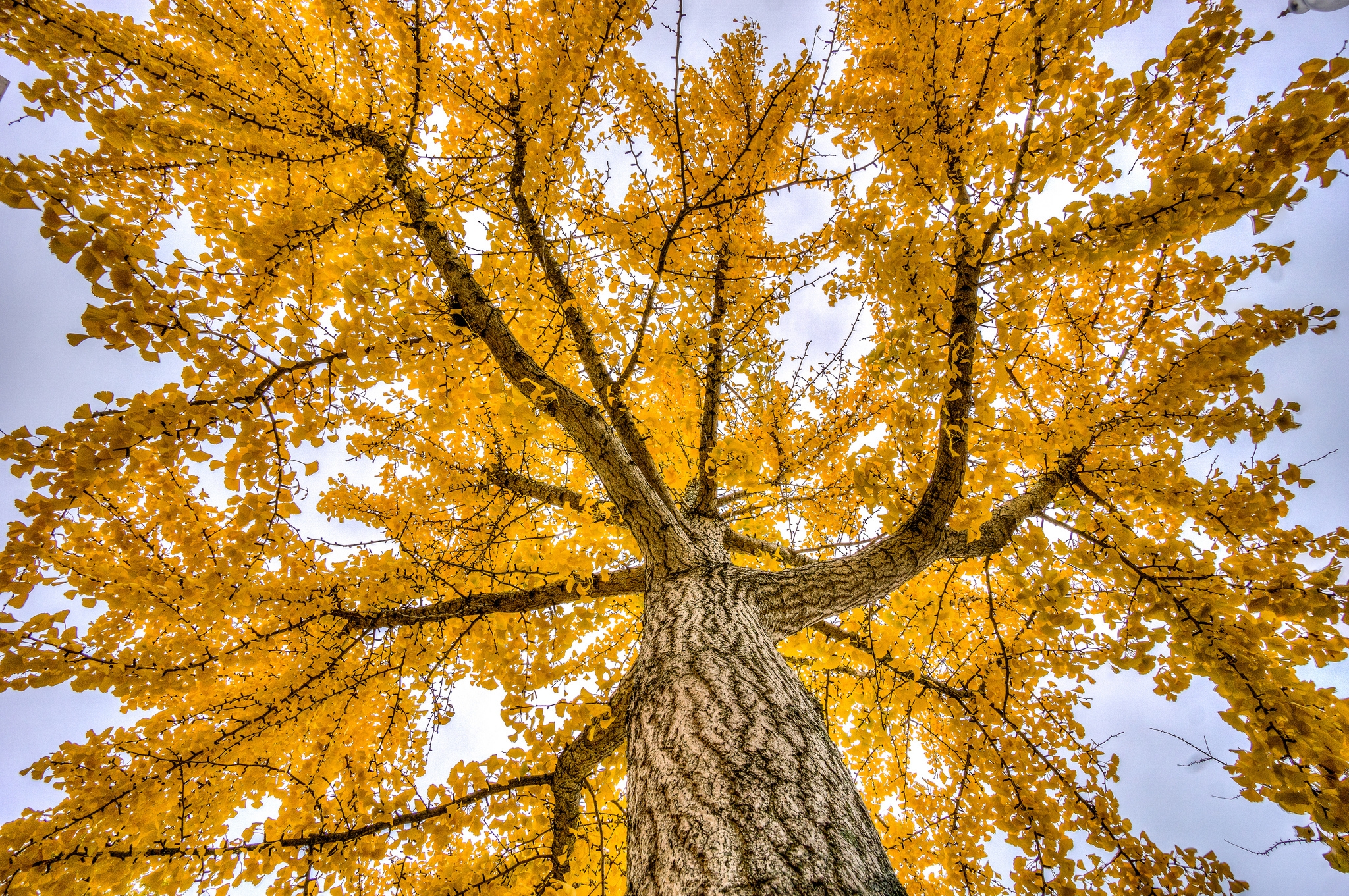 Free photo Yellow leaves on the tree