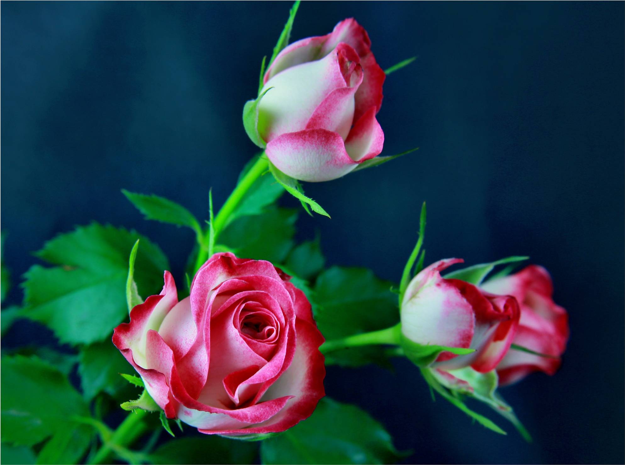 Обои цветок роза три розы на рабочий стол