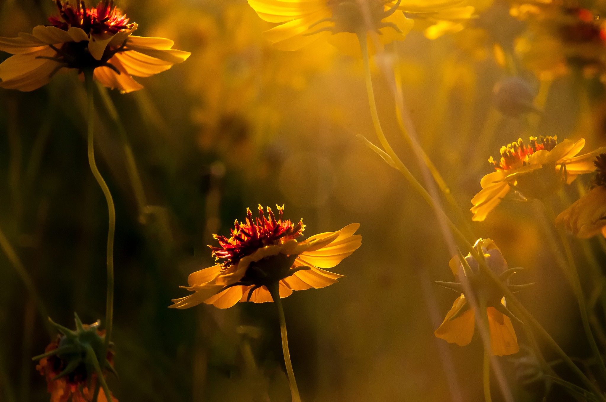 Бесплатное фото Желтые цветочки под солнечным светом