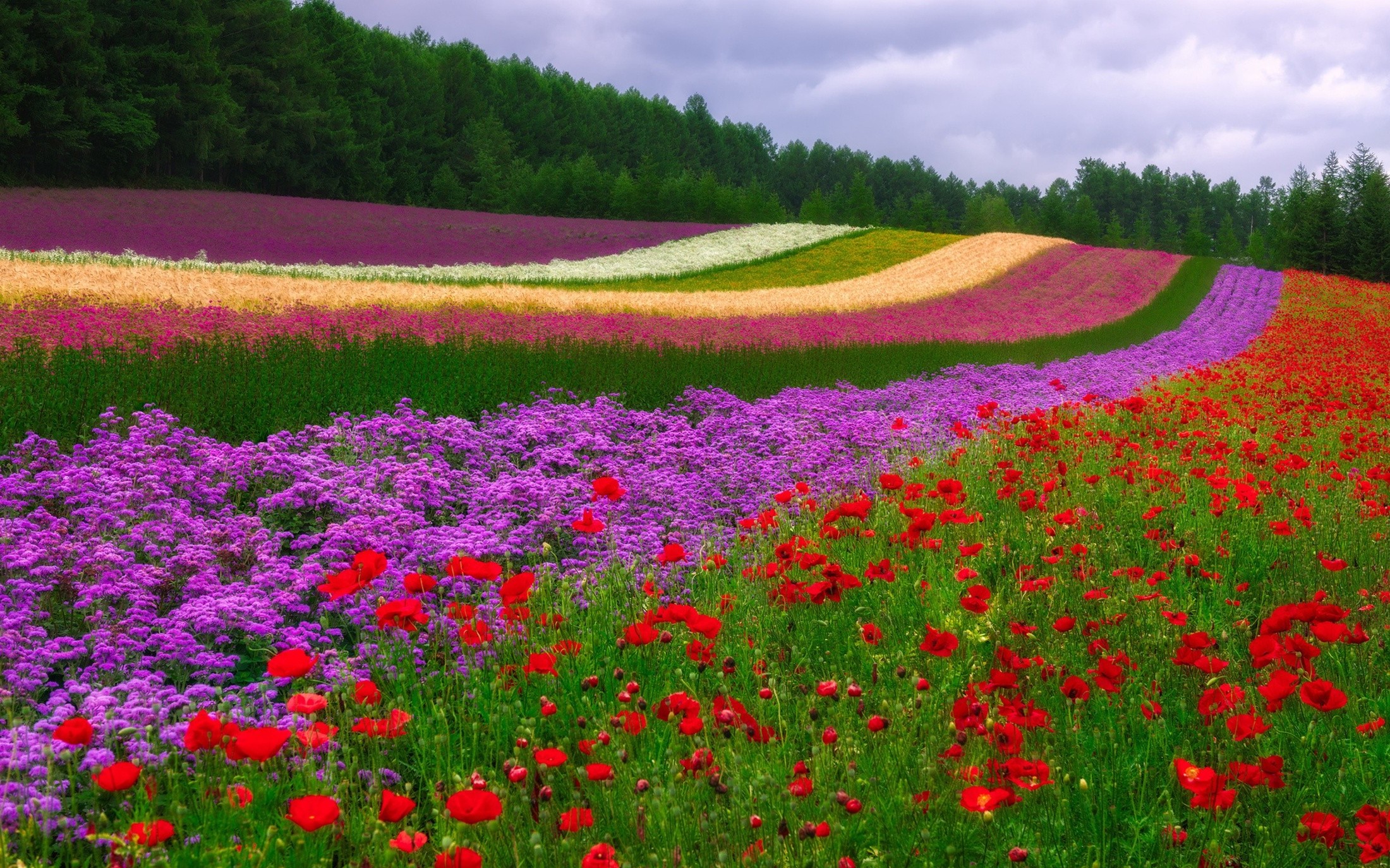 Wallpapers nature field plateau on the desktop