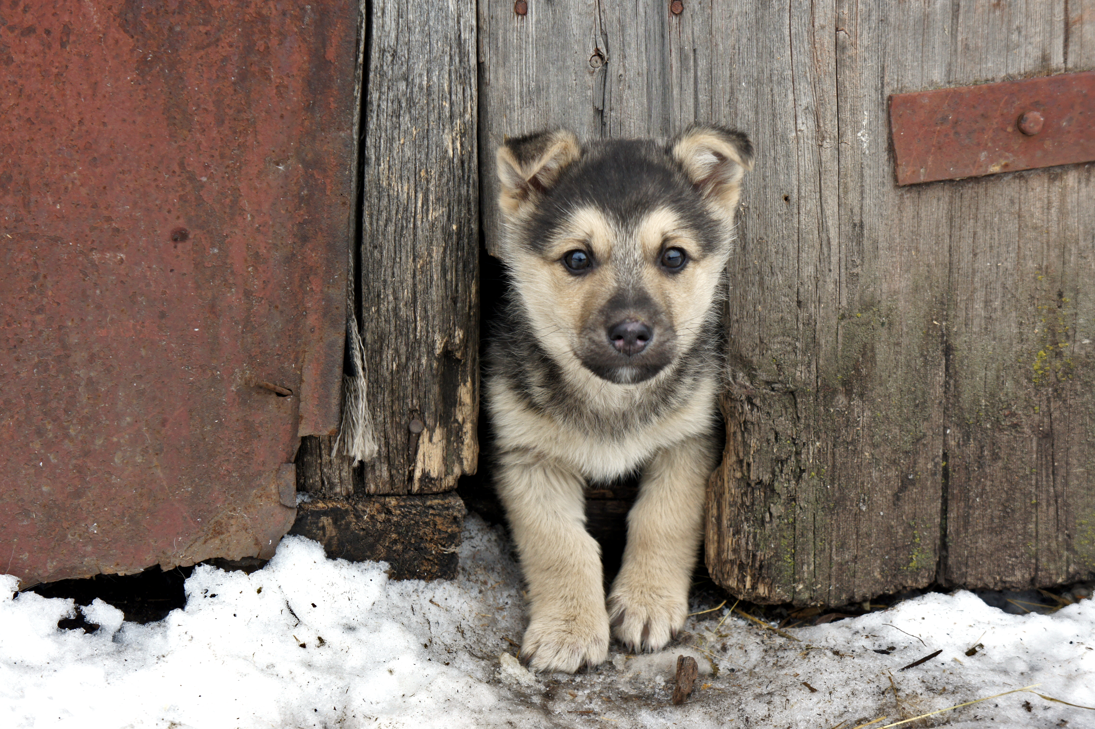 Free photo Cute yard puppy