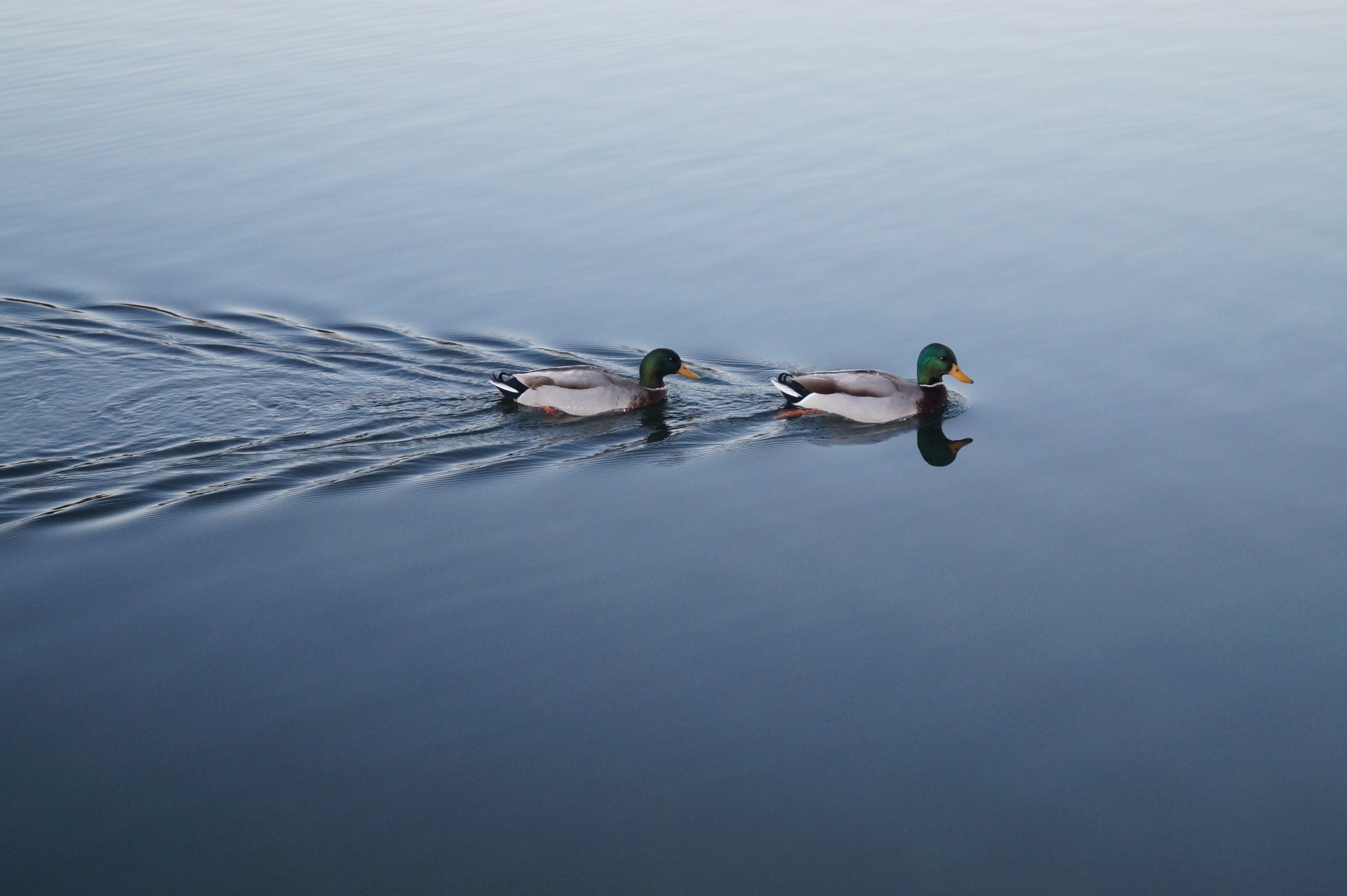 Free photo Two ducklings on the lake