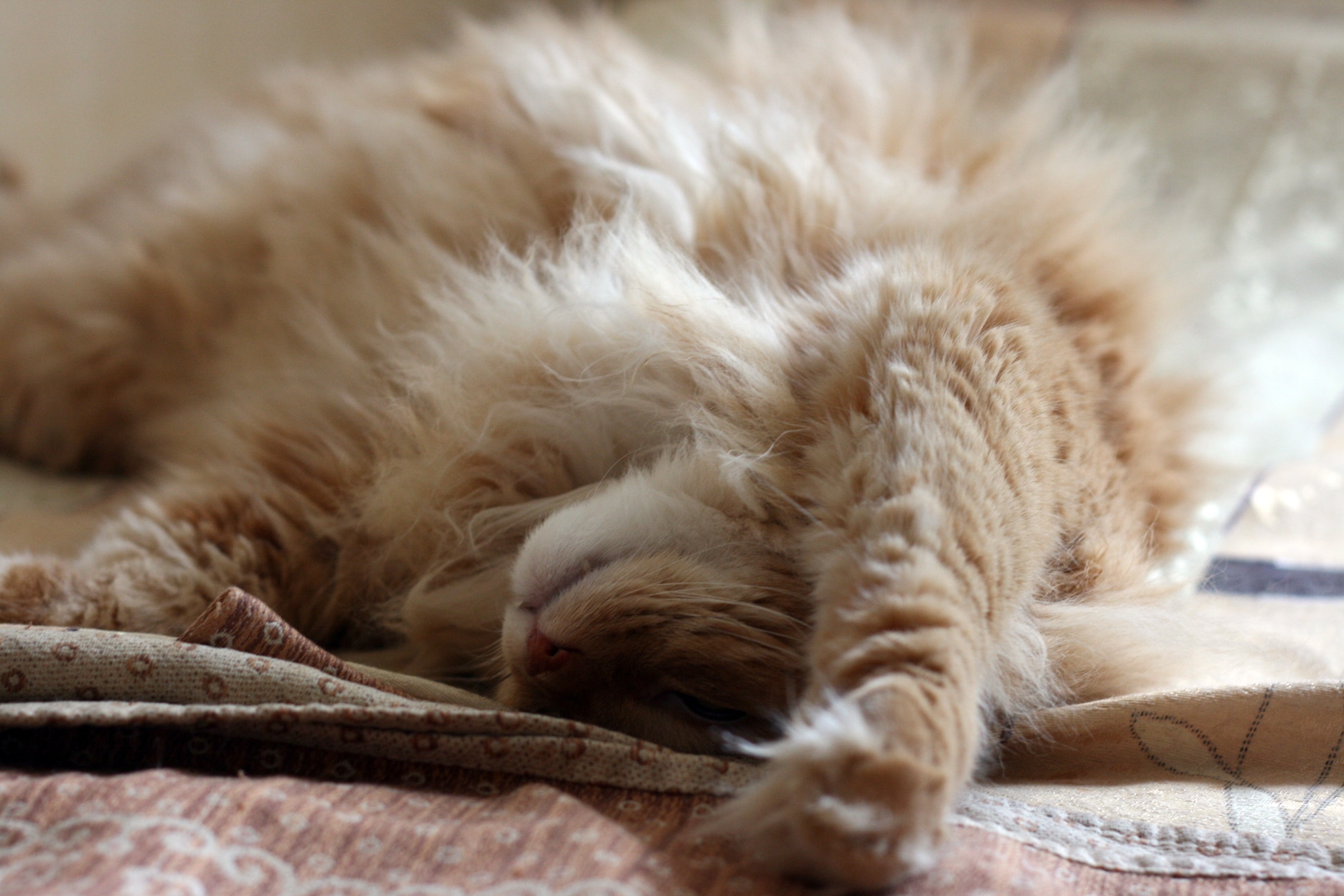 The sweet dream of a furry friend