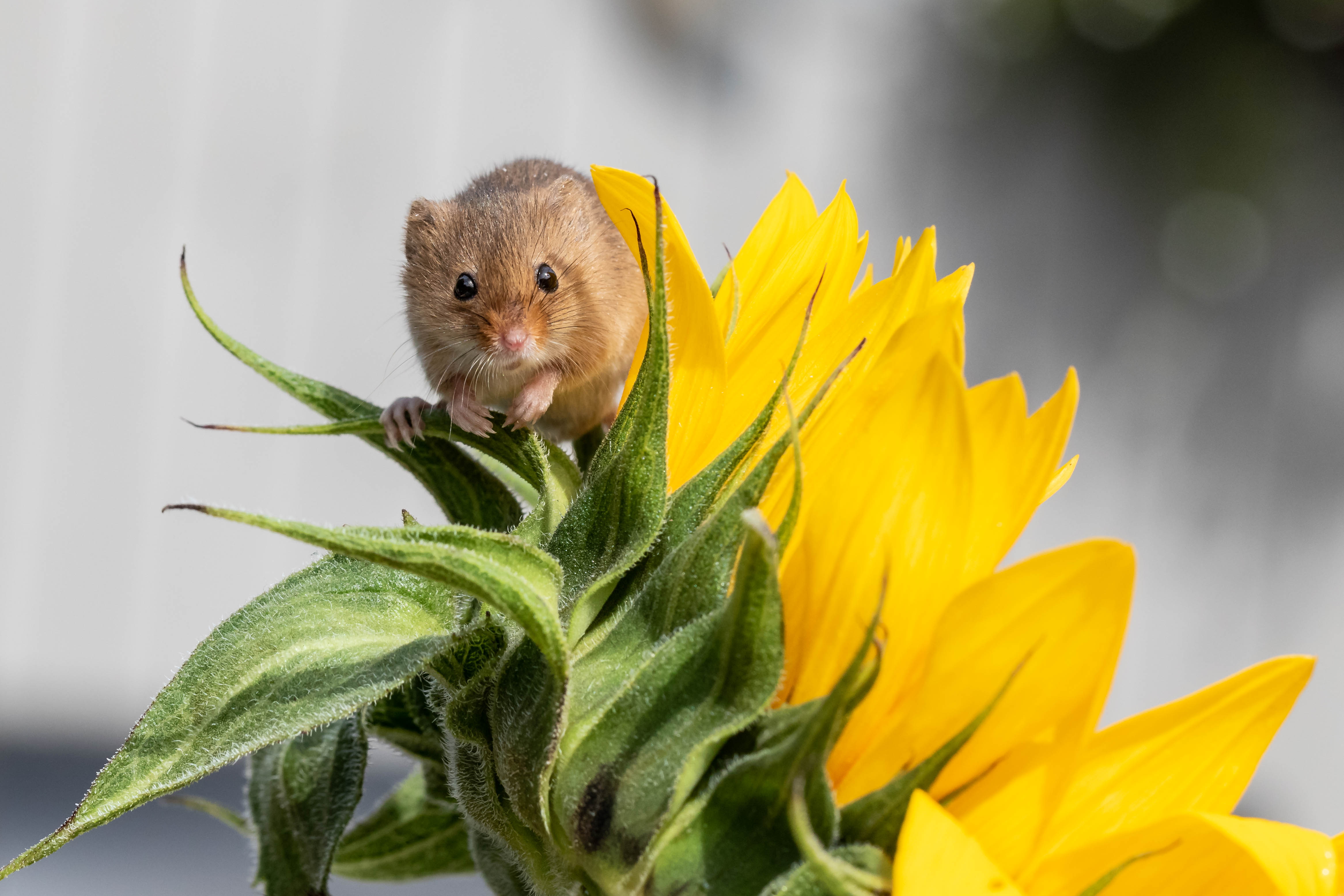 Обои мышь-малютка подсолнух Harvest Mouse на рабочий стол