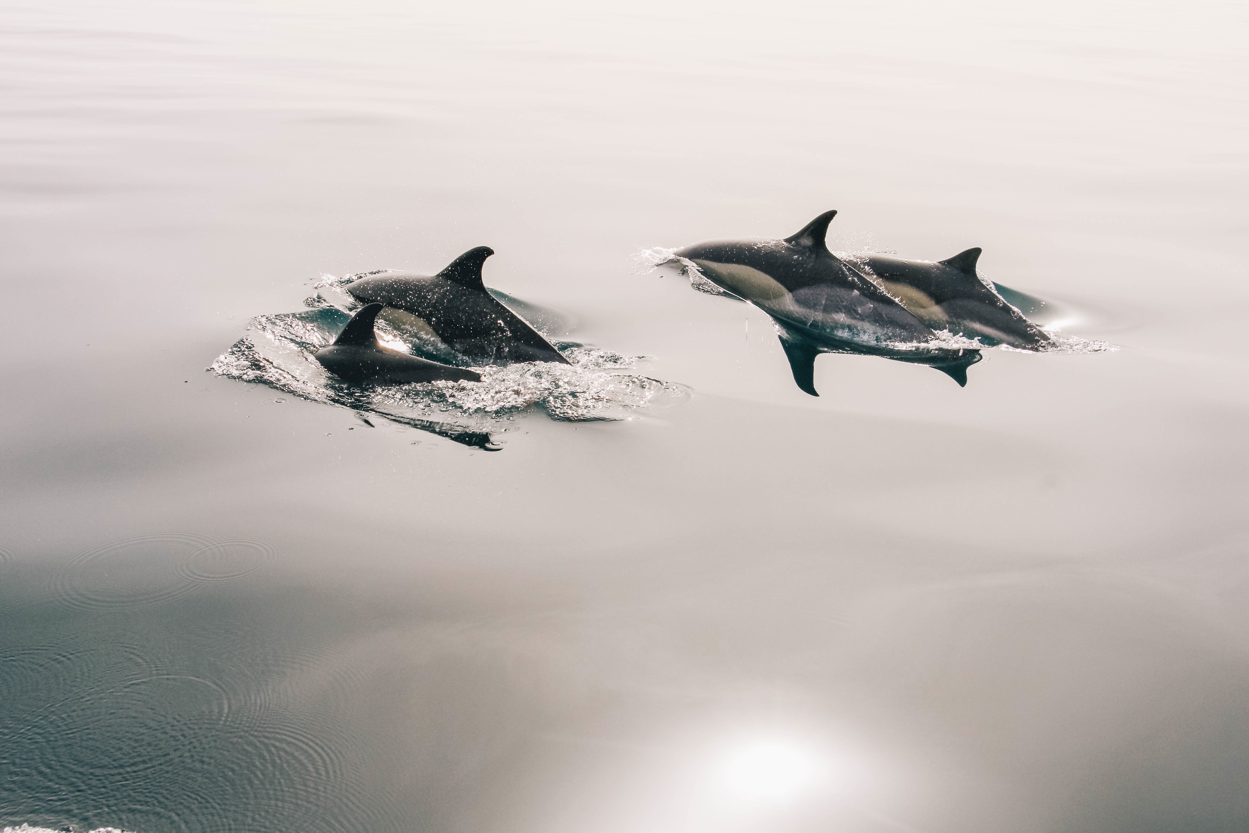 Free photo A family of whales comes out of the water