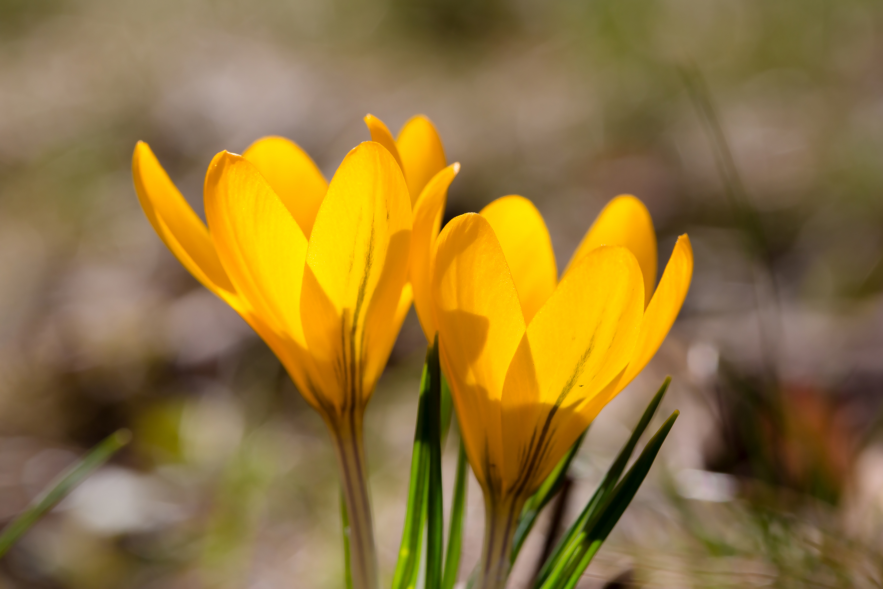 Два жёлтых крокуса