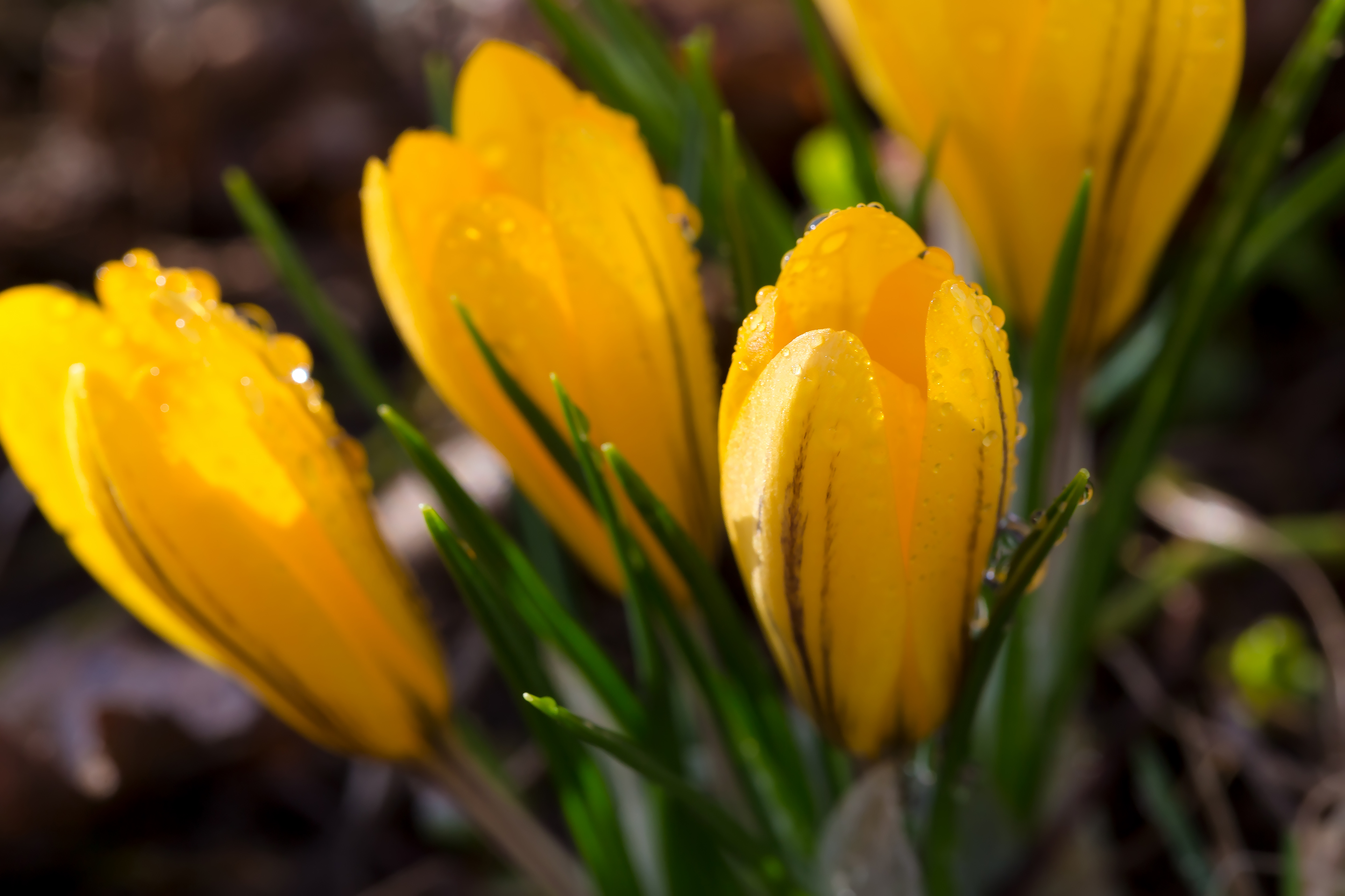 Жёлтые крокусы крупным планом